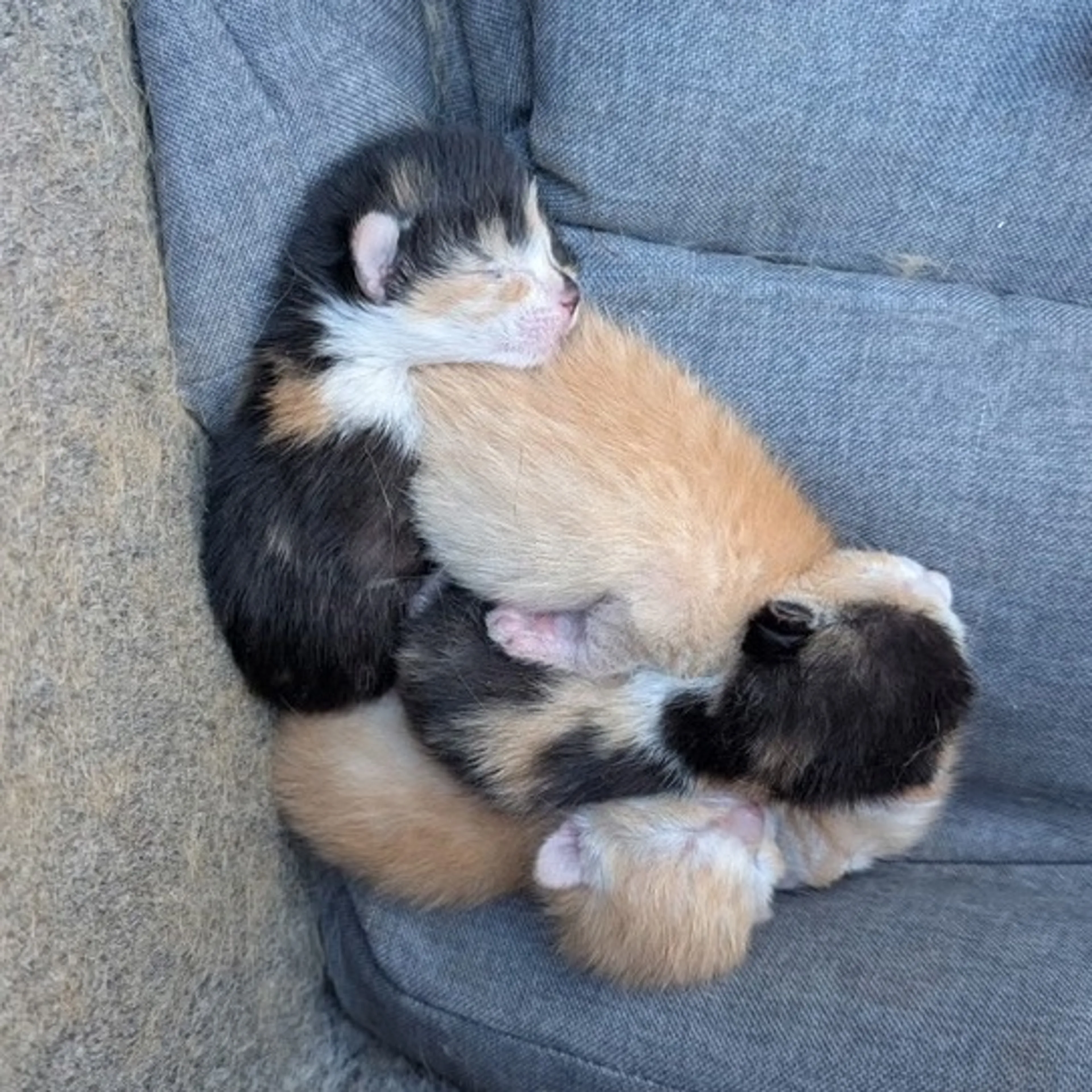 Found pet-4