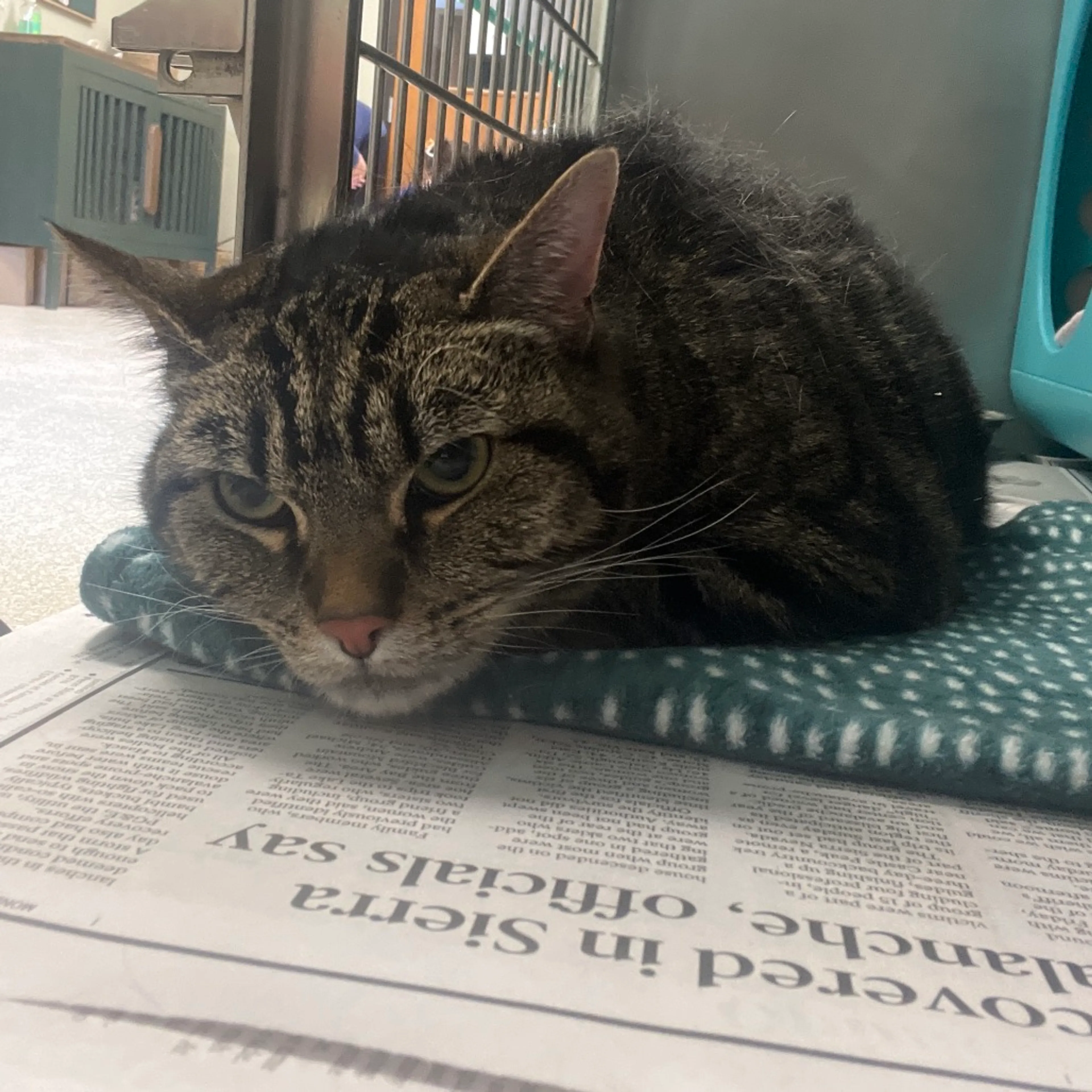 Found pet