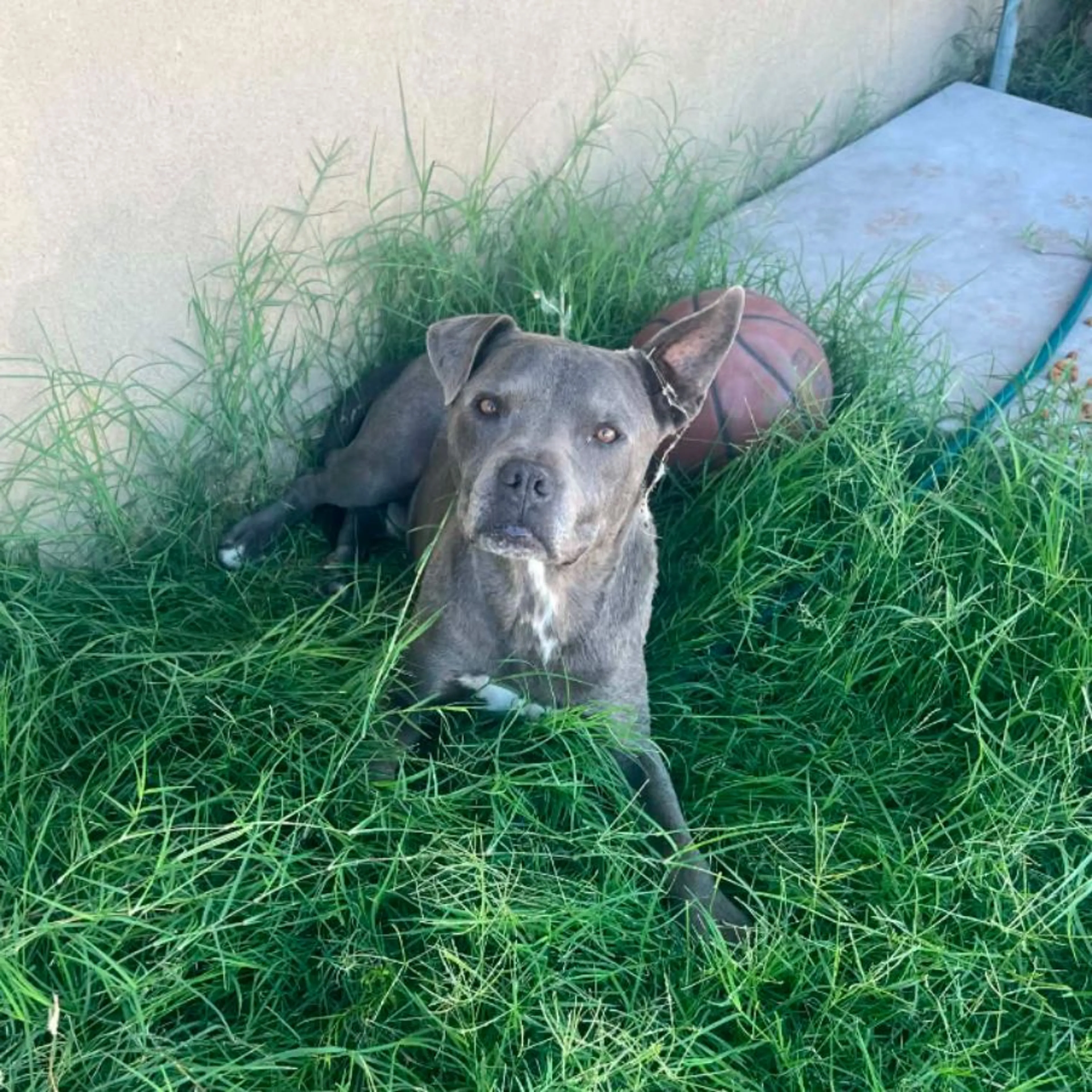 Found pet