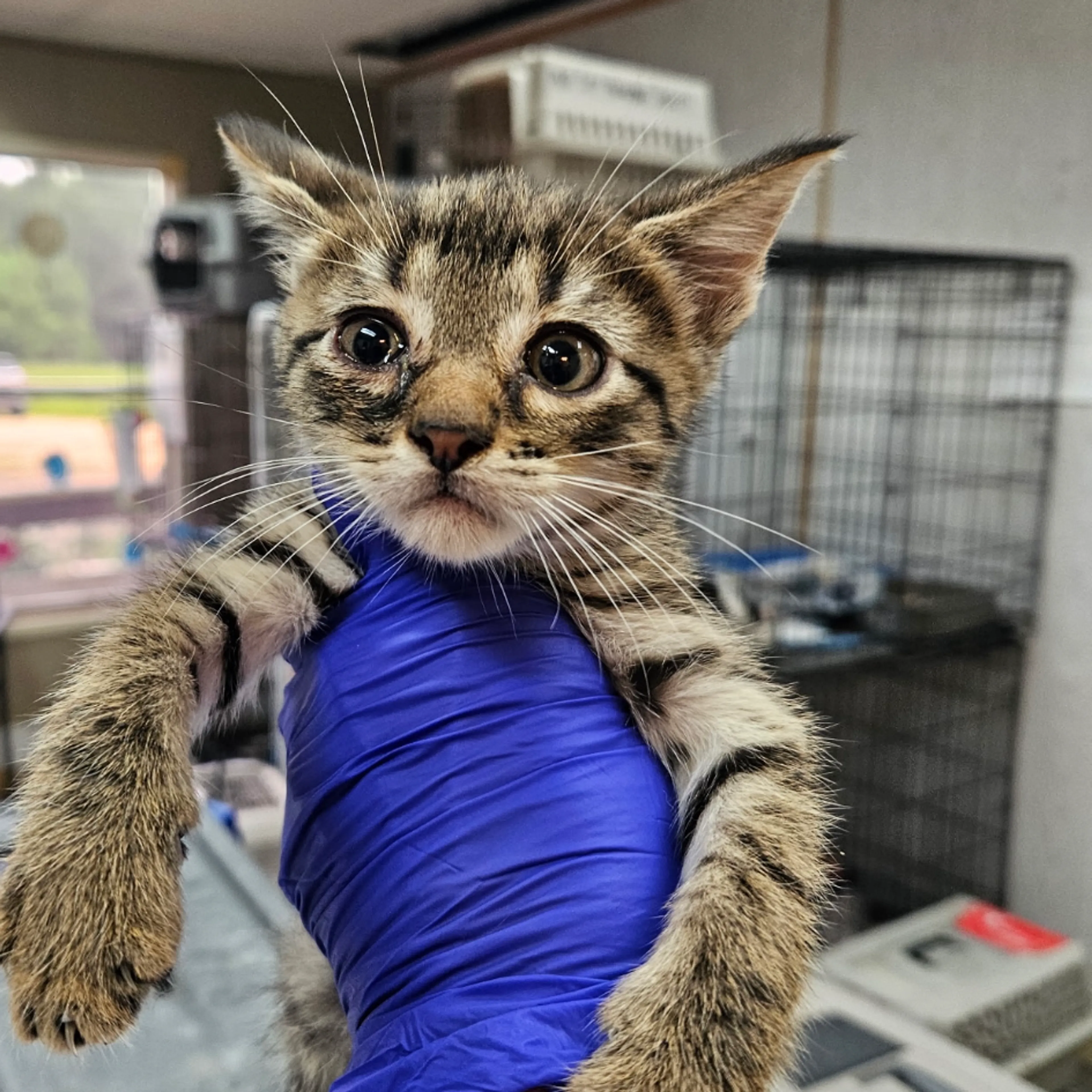 Found pet