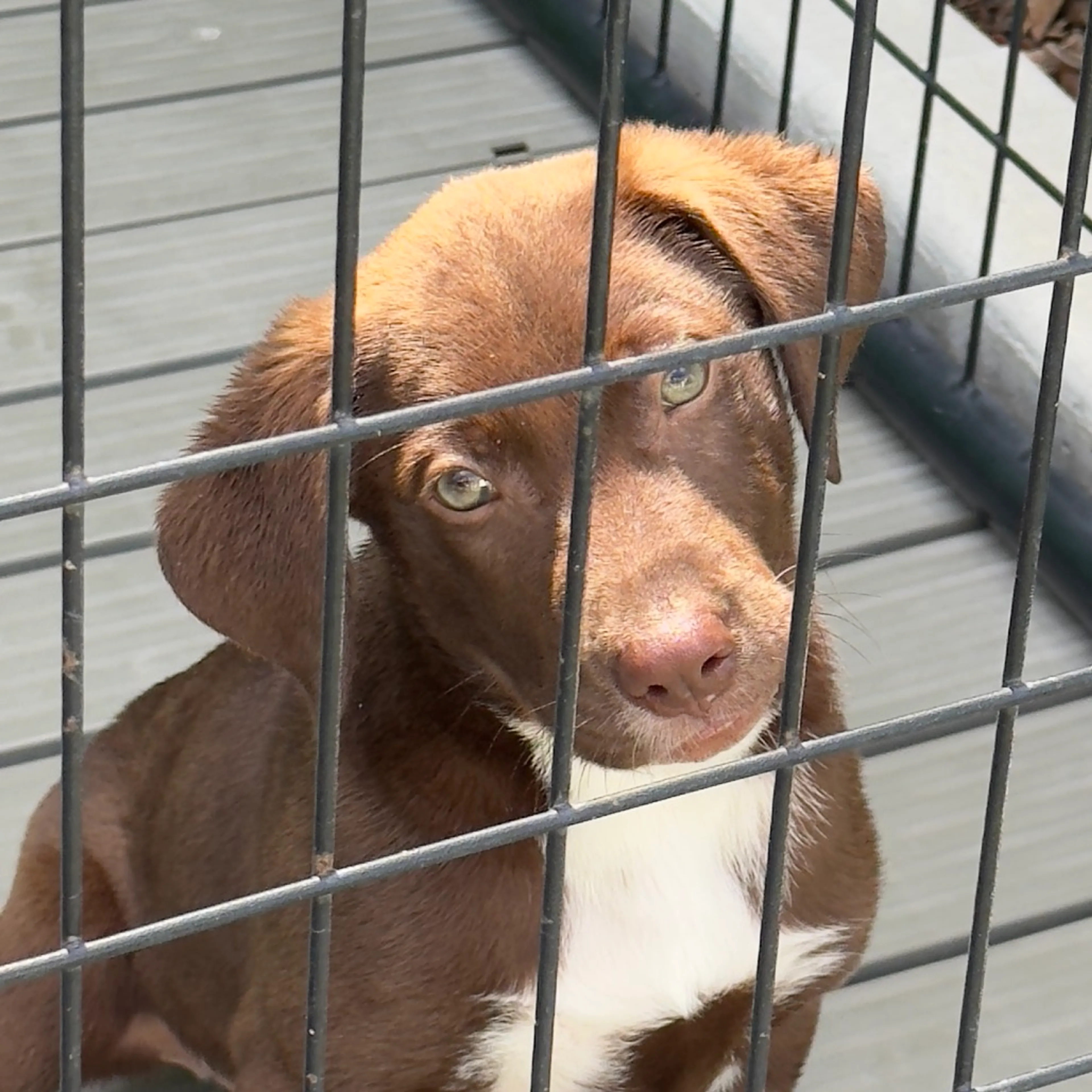 Found pet