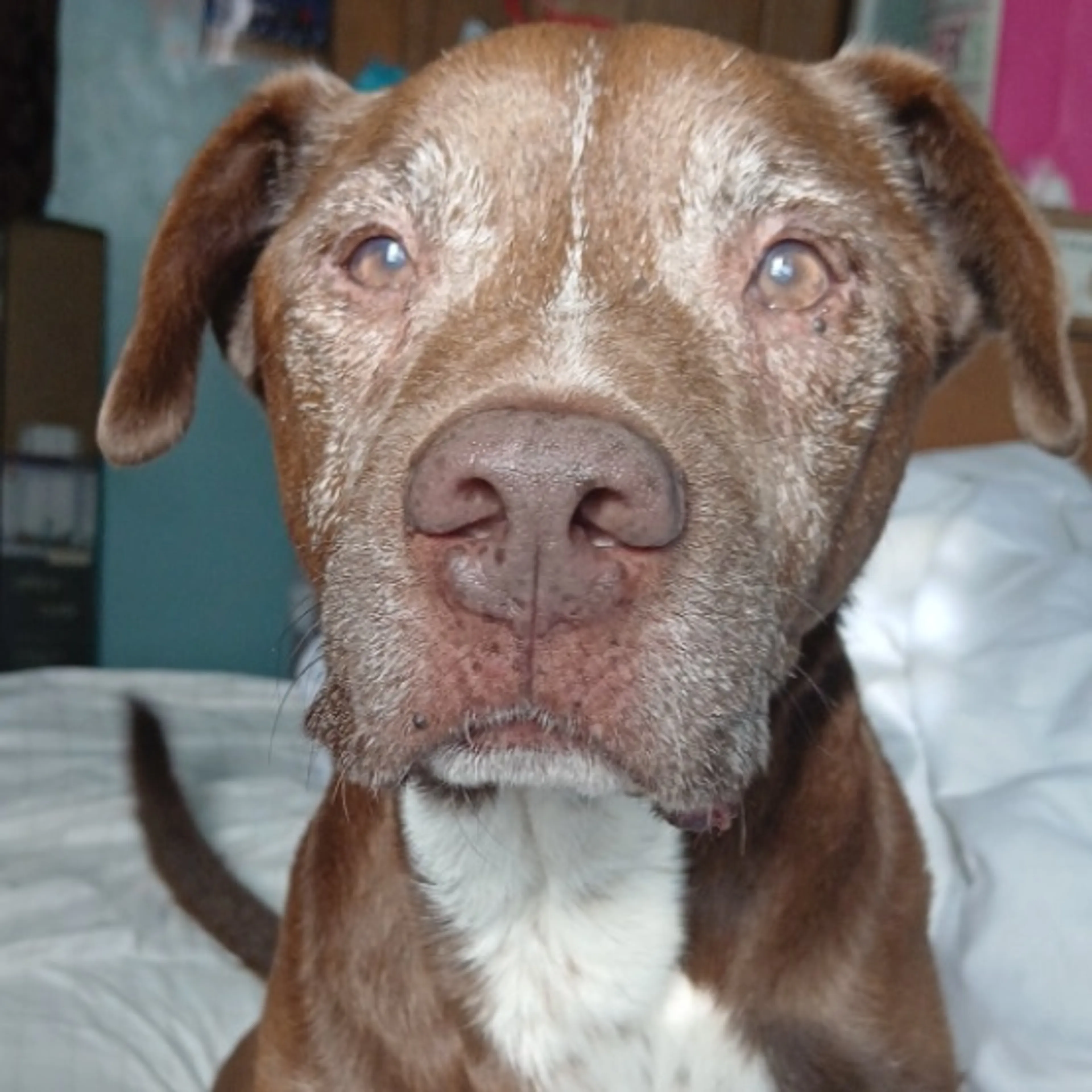 Lost pet