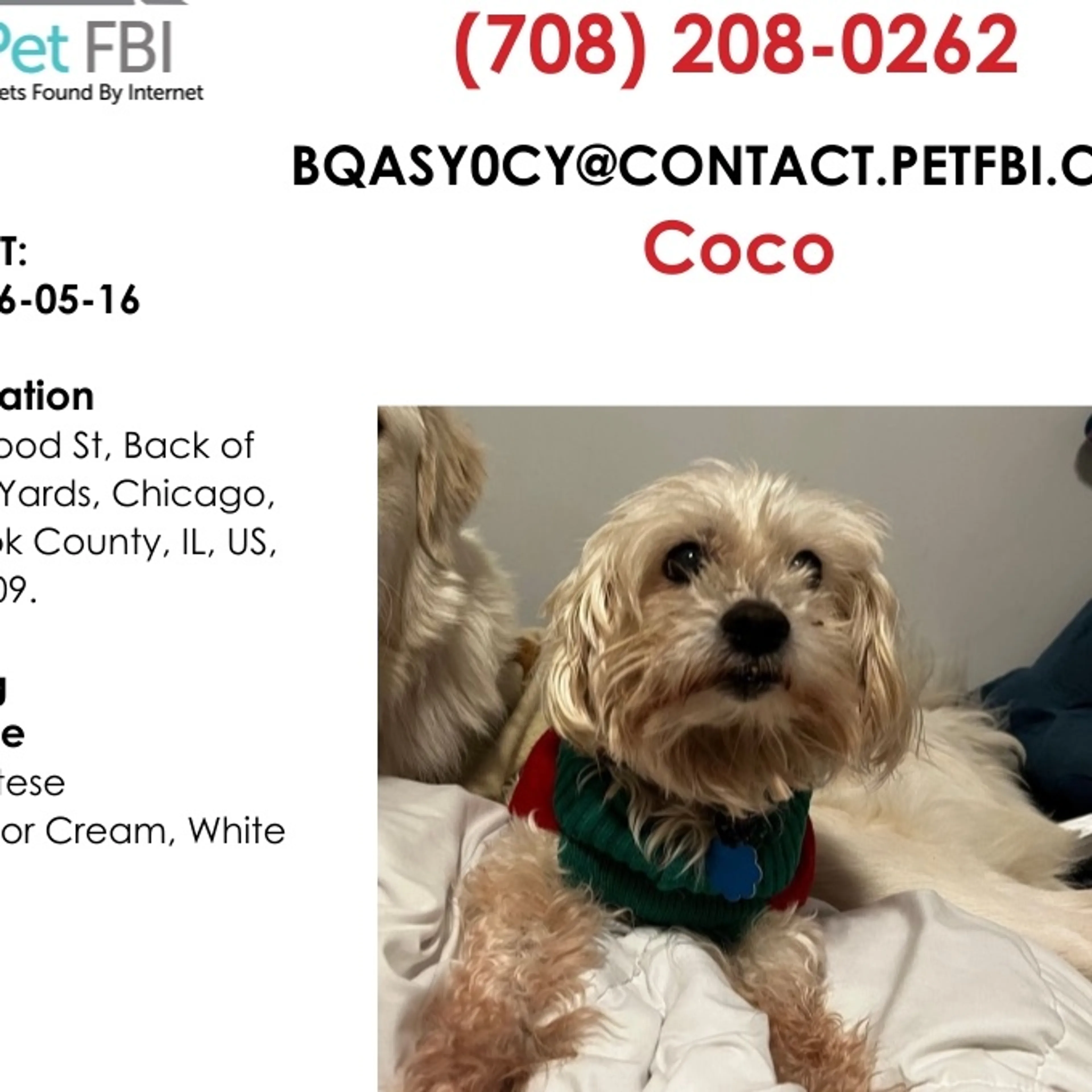 Lost pet