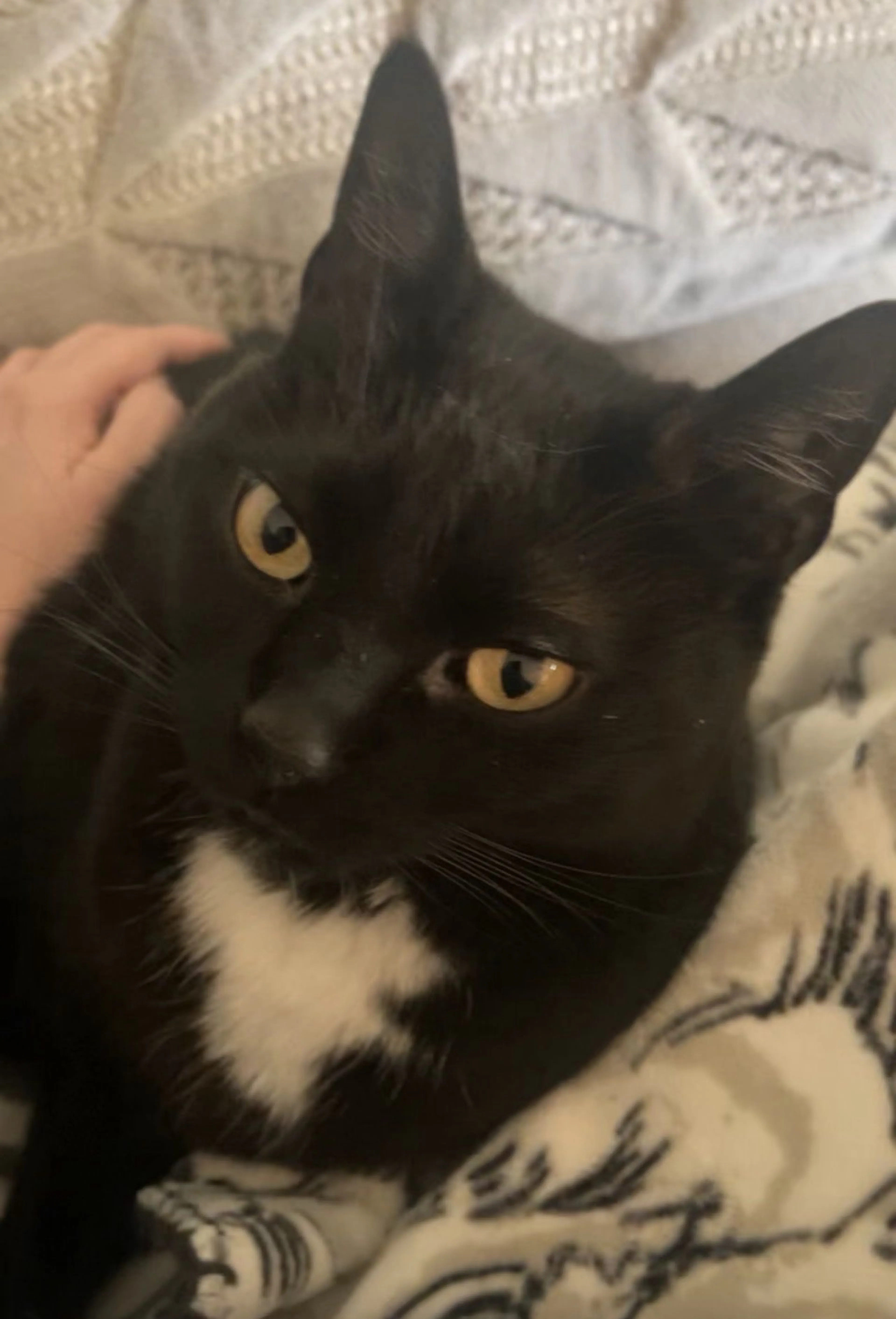 Lost pet