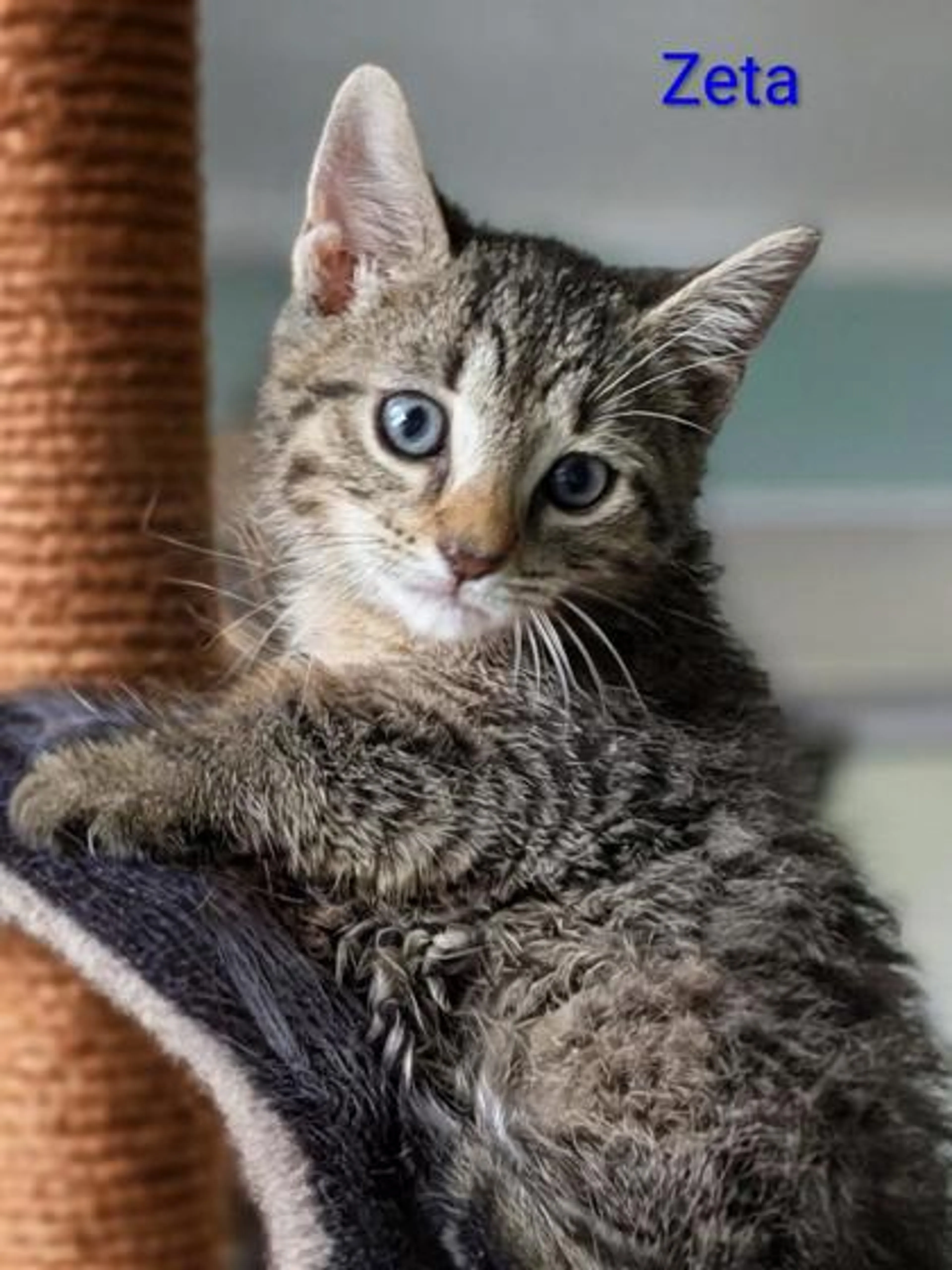 Found pet