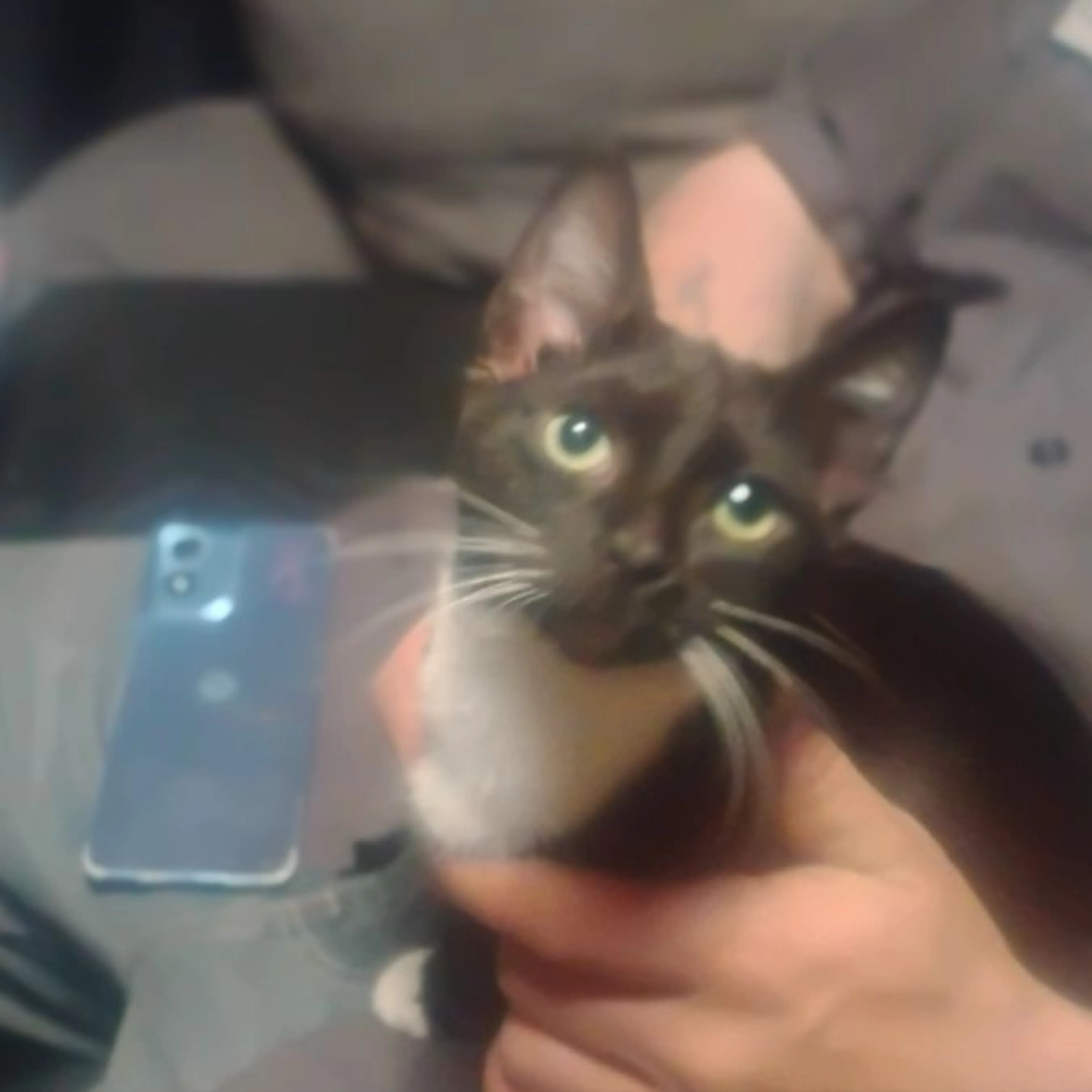 Lost pet