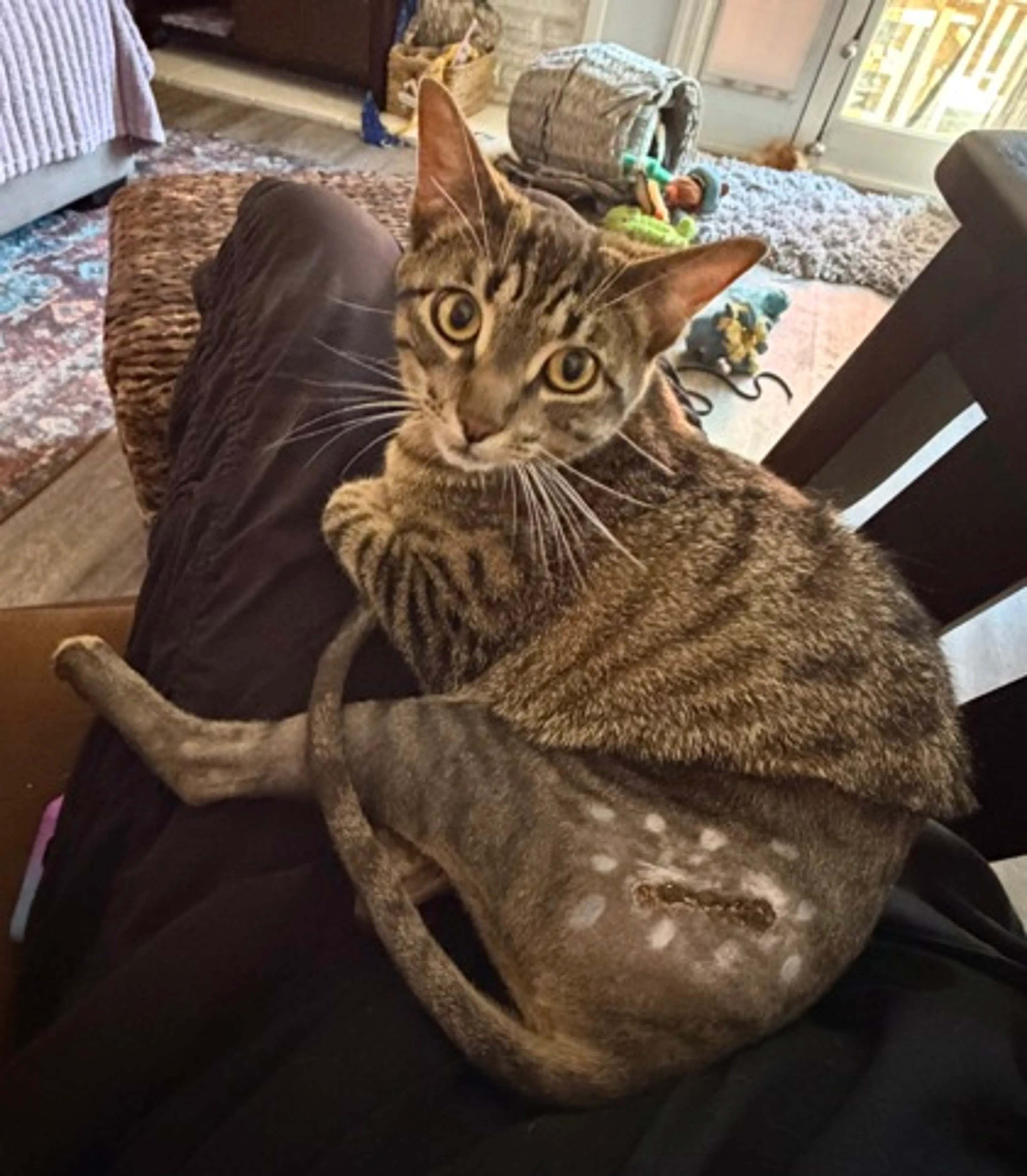 Found pet-2