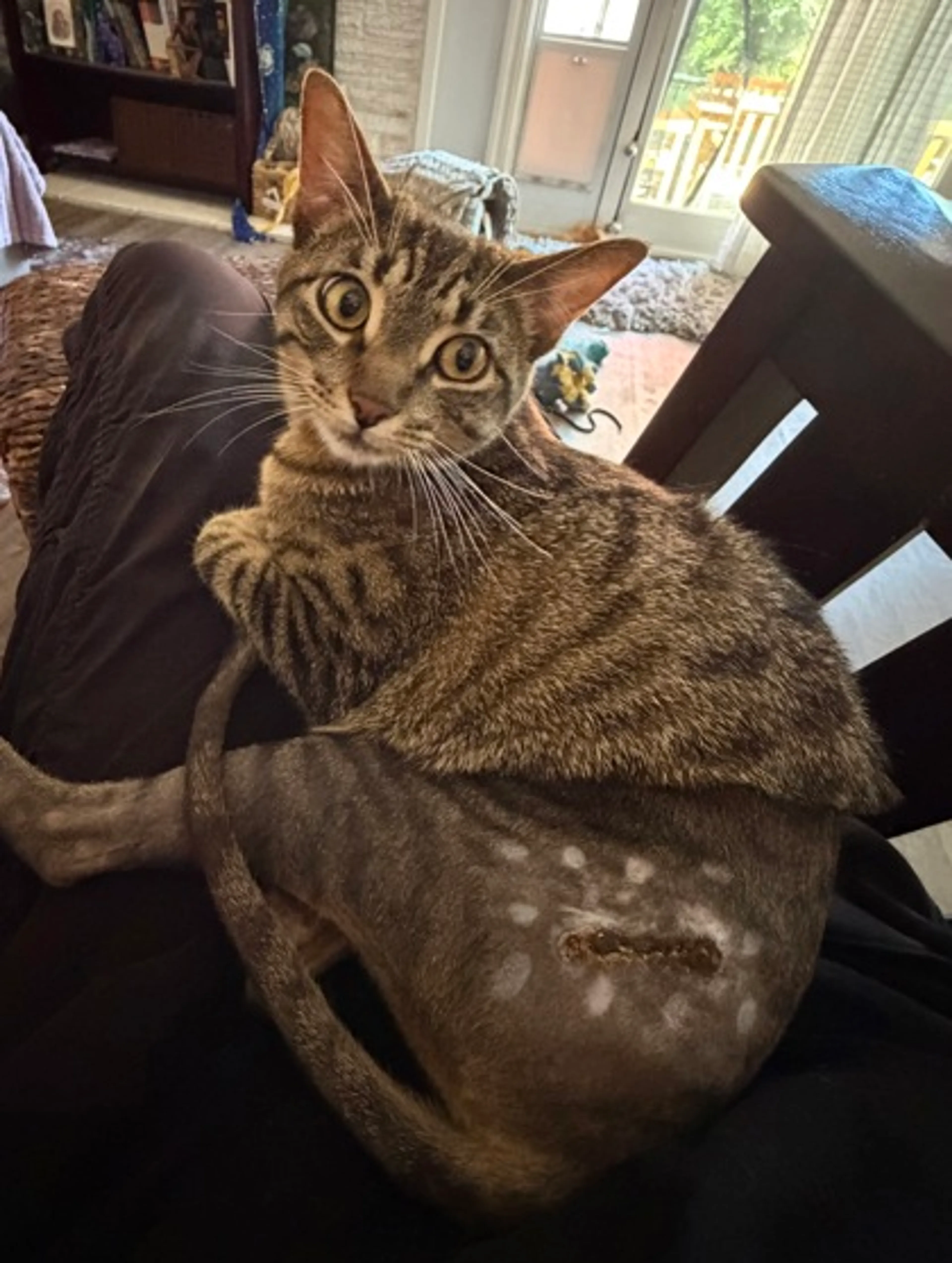Found pet-0