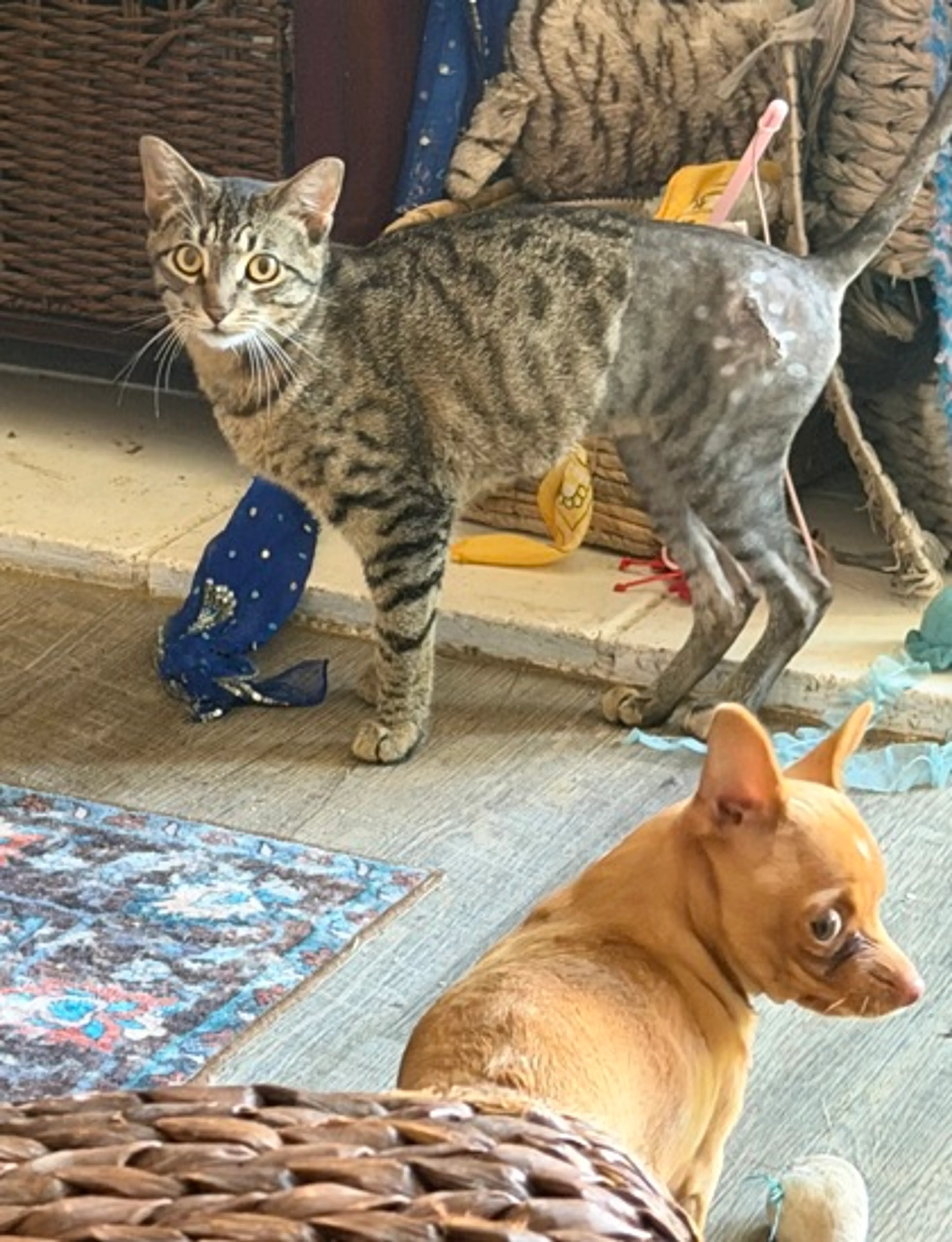 Found pet-1