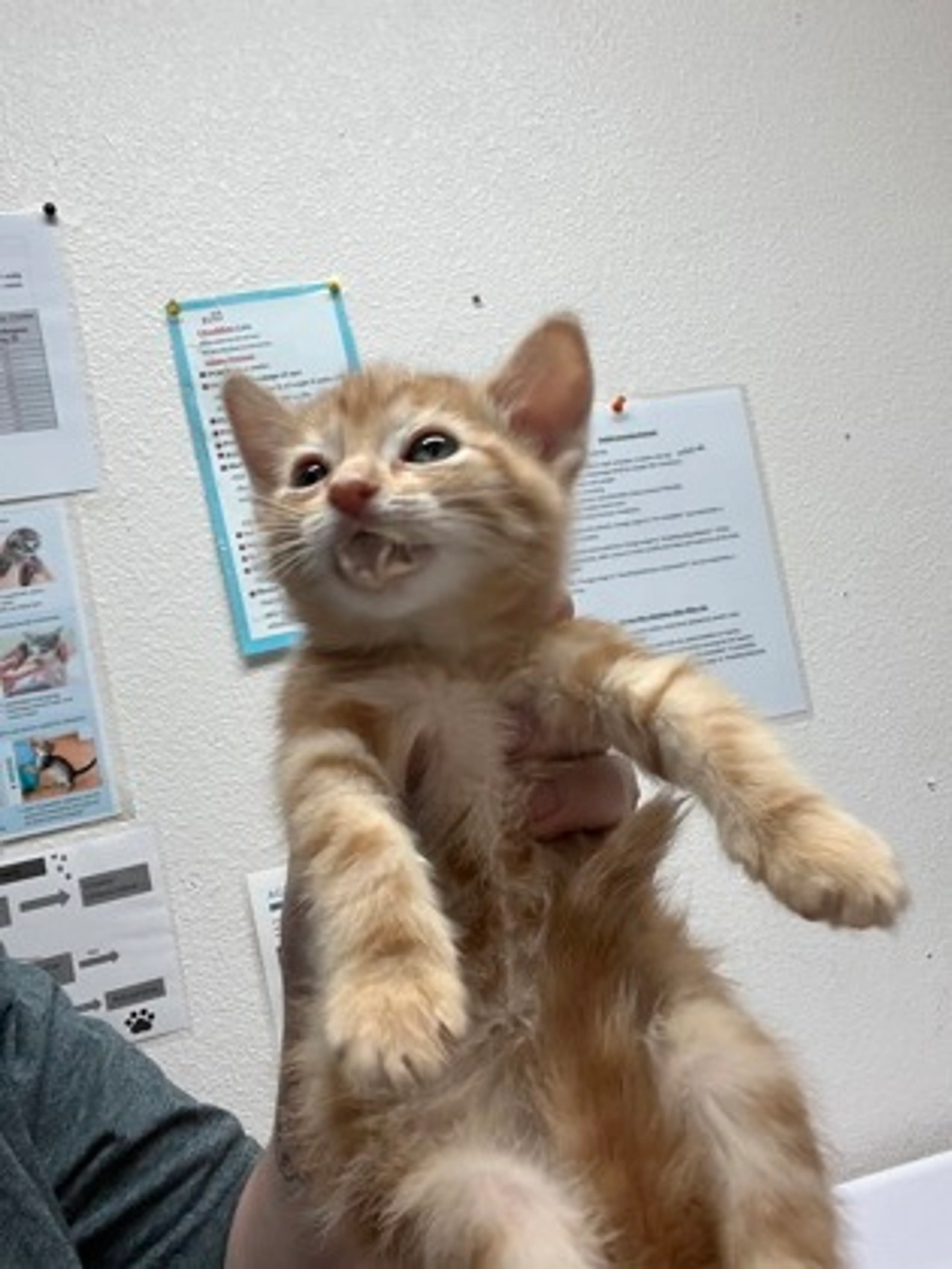 Found pet