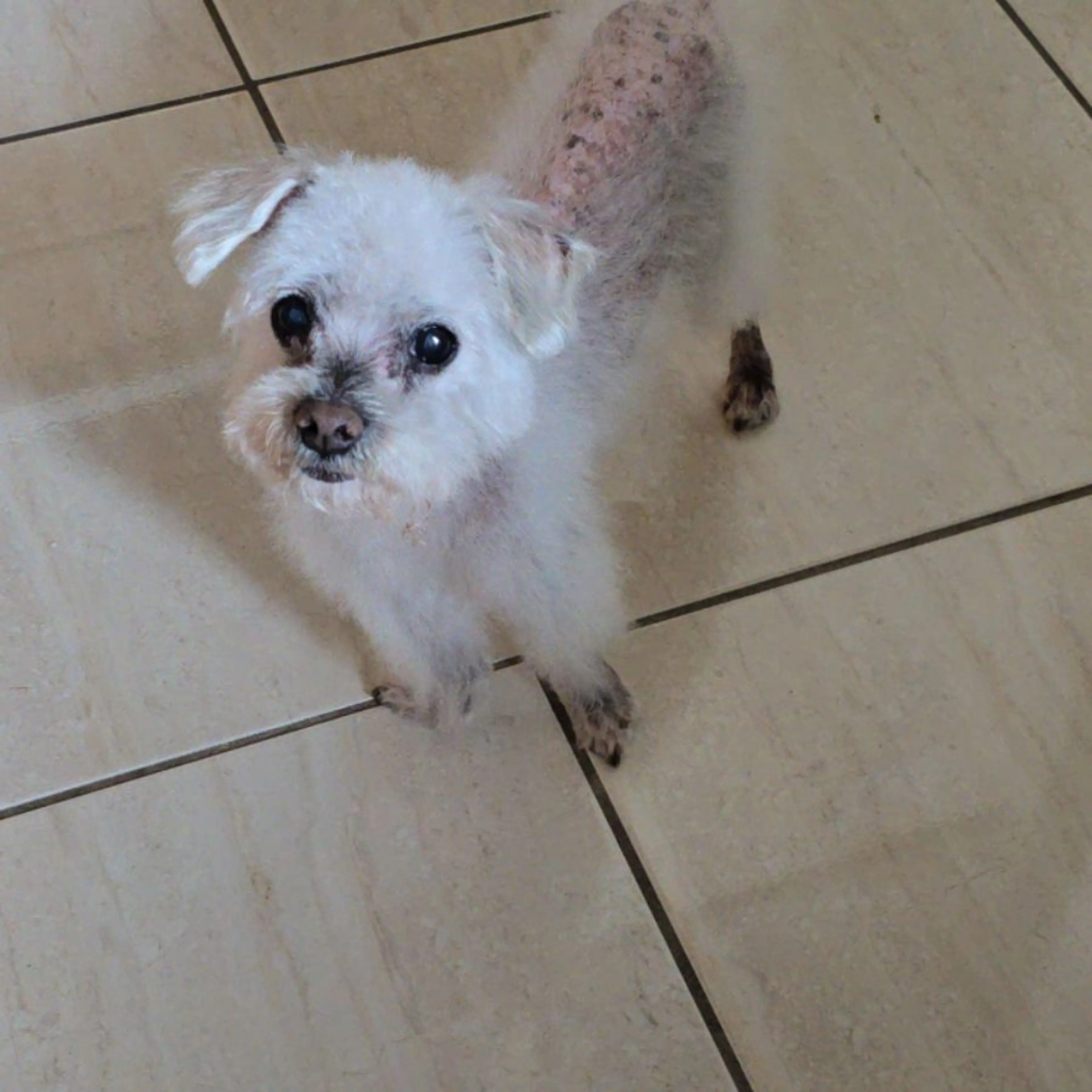 Lost pet