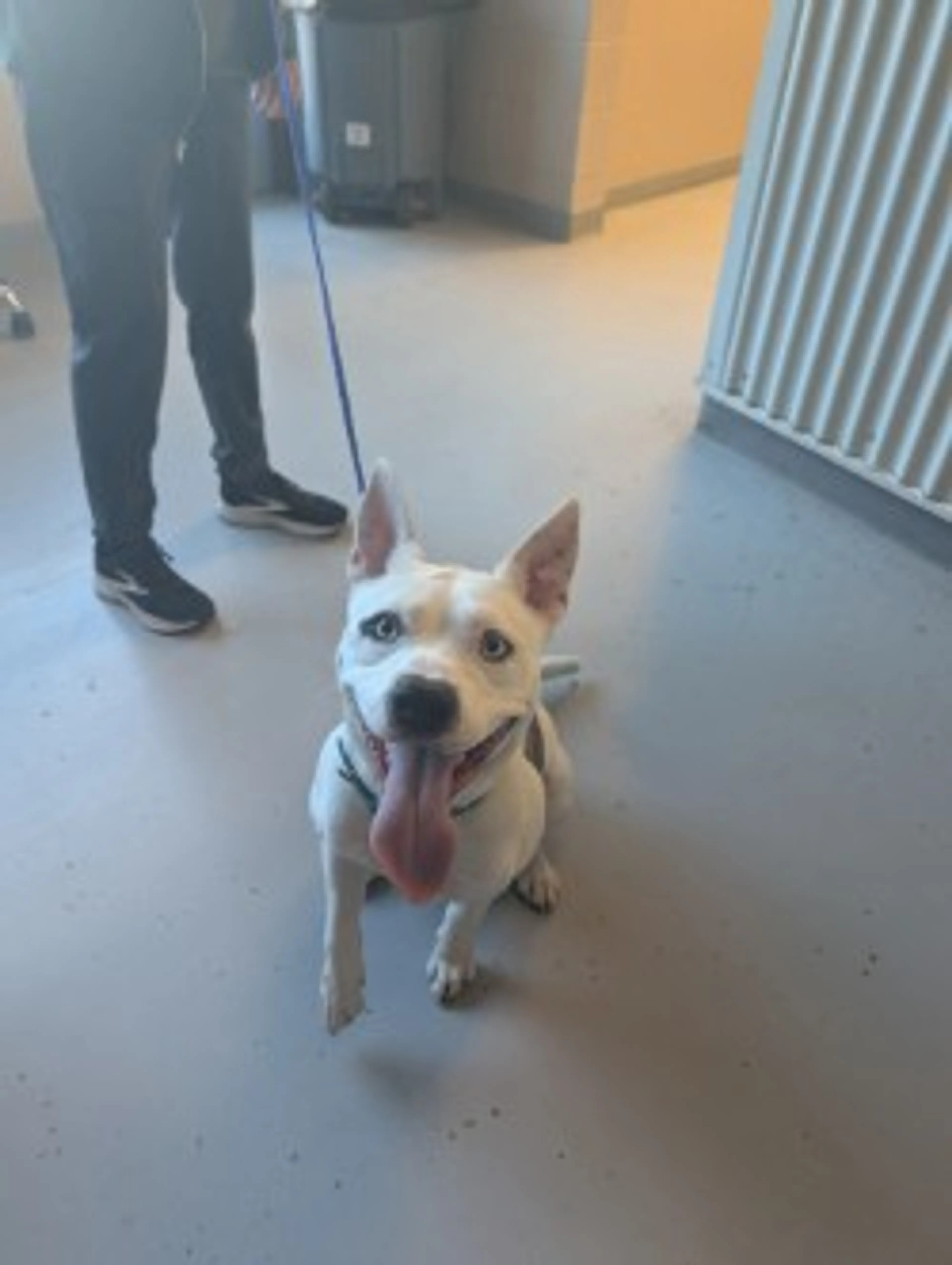 Found pet