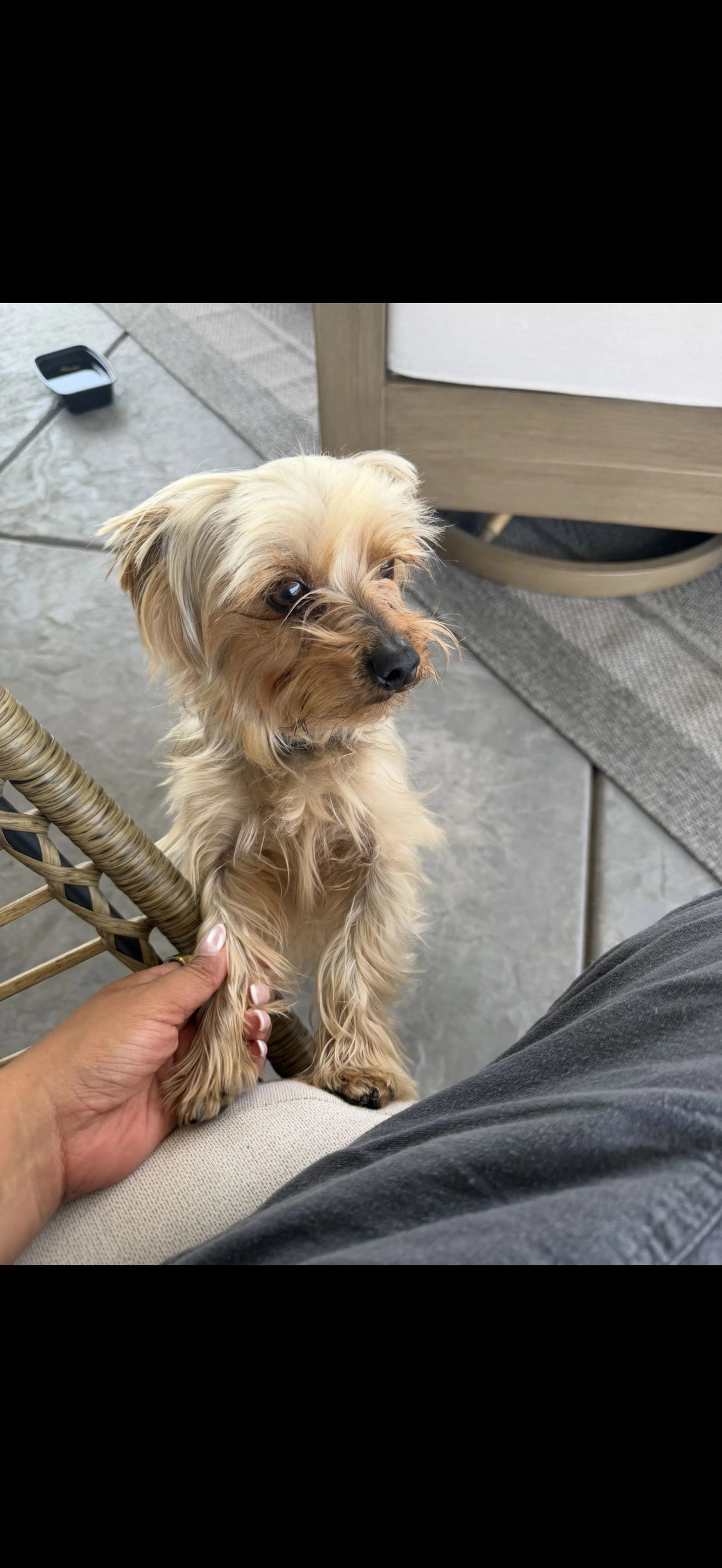 Lost pet