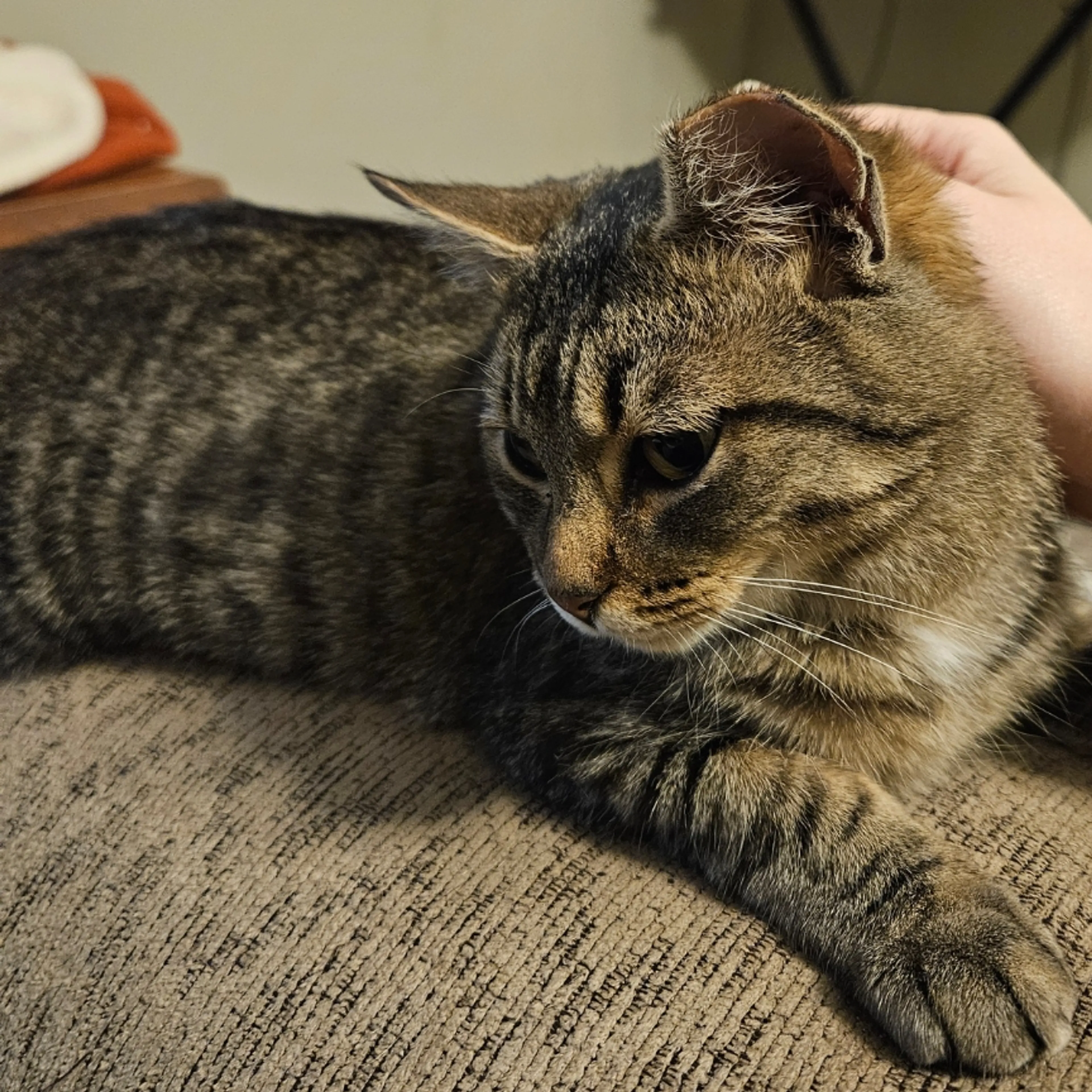 Lost pet-3