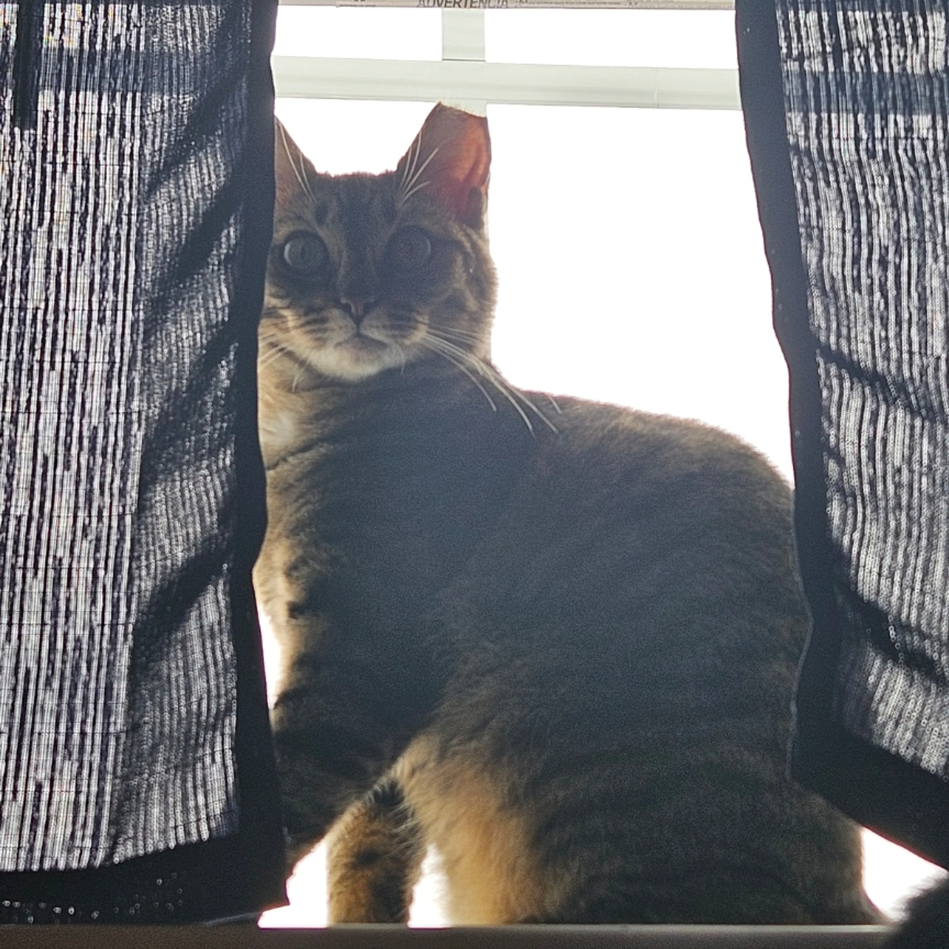 Lost pet-1