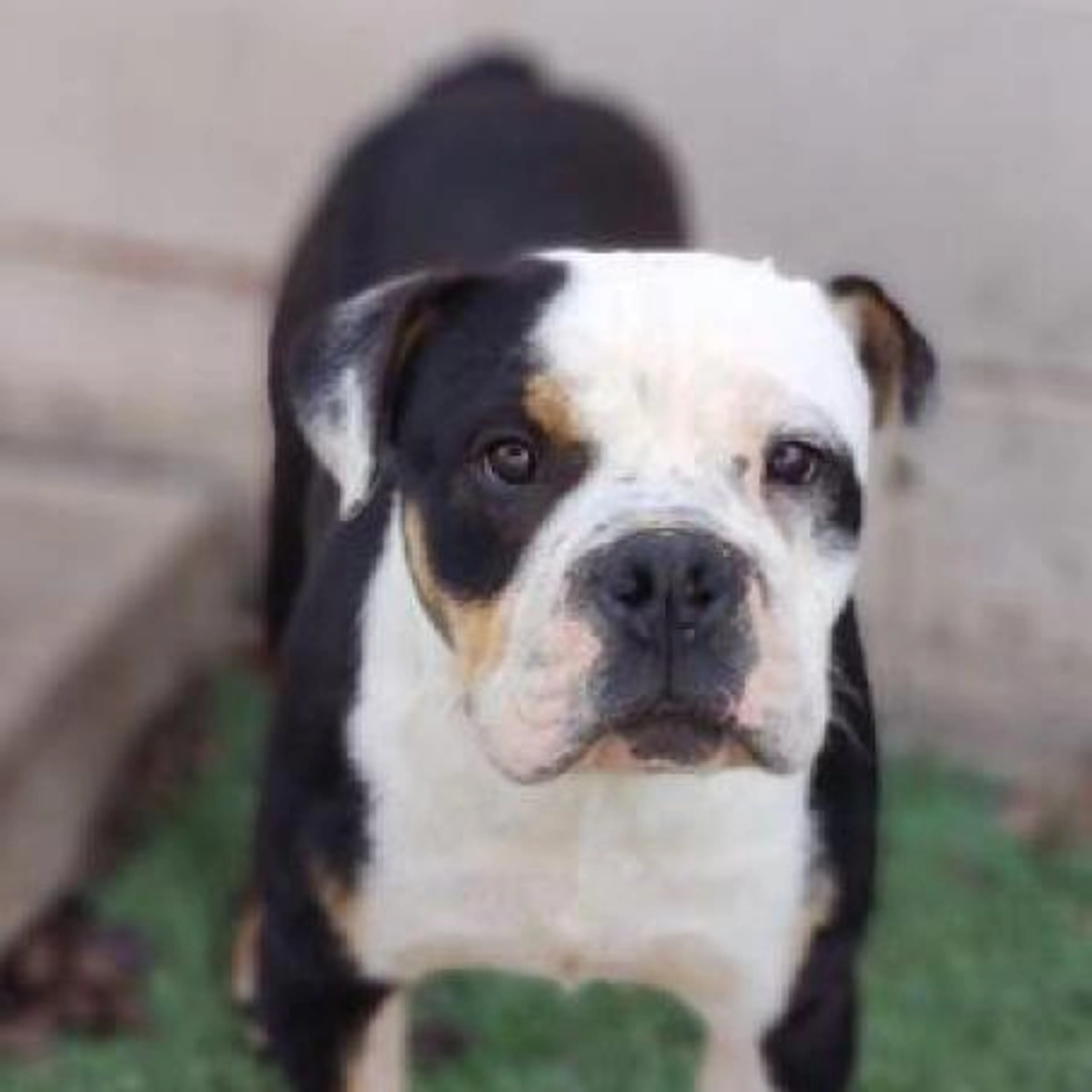 Found pet-5