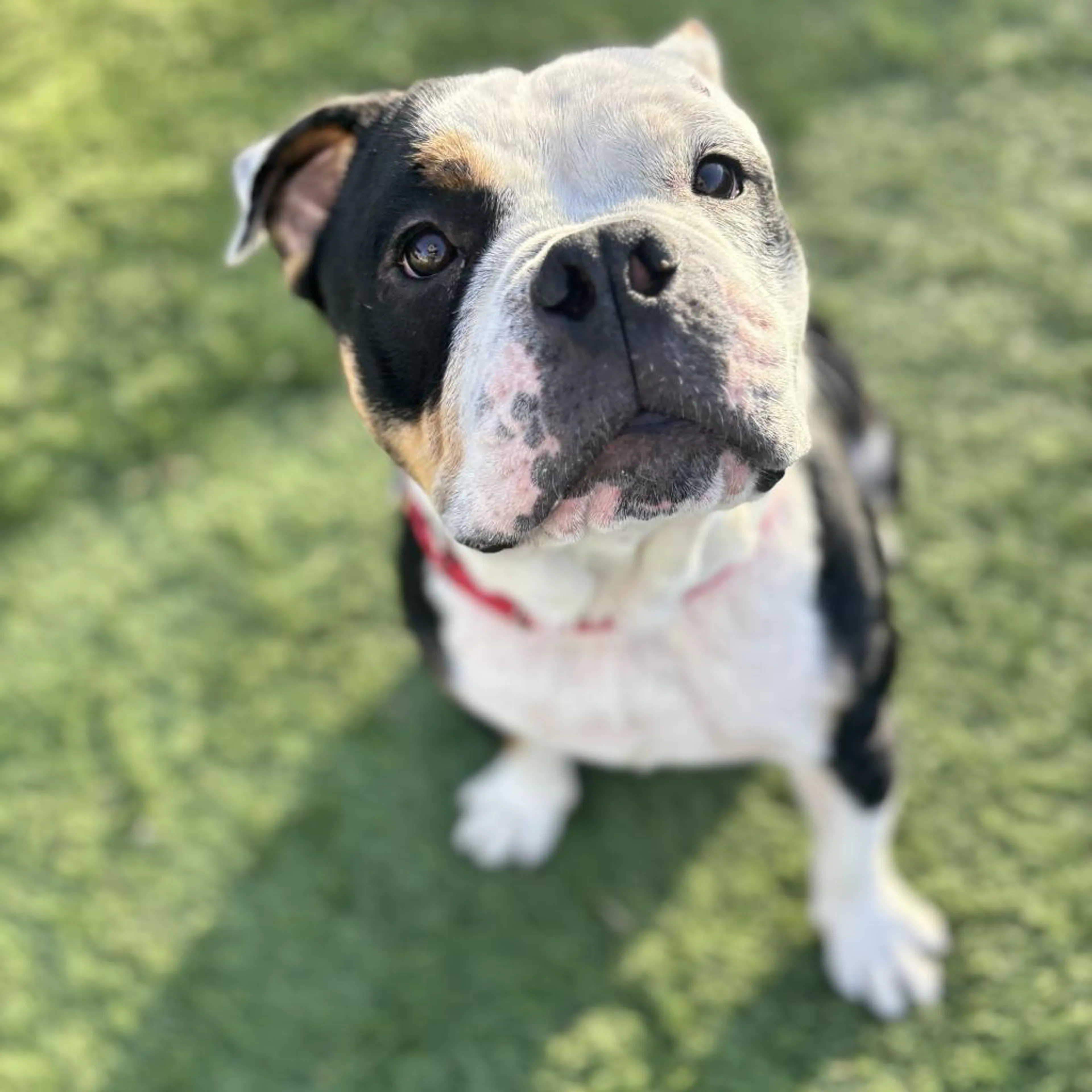 Found pet-1