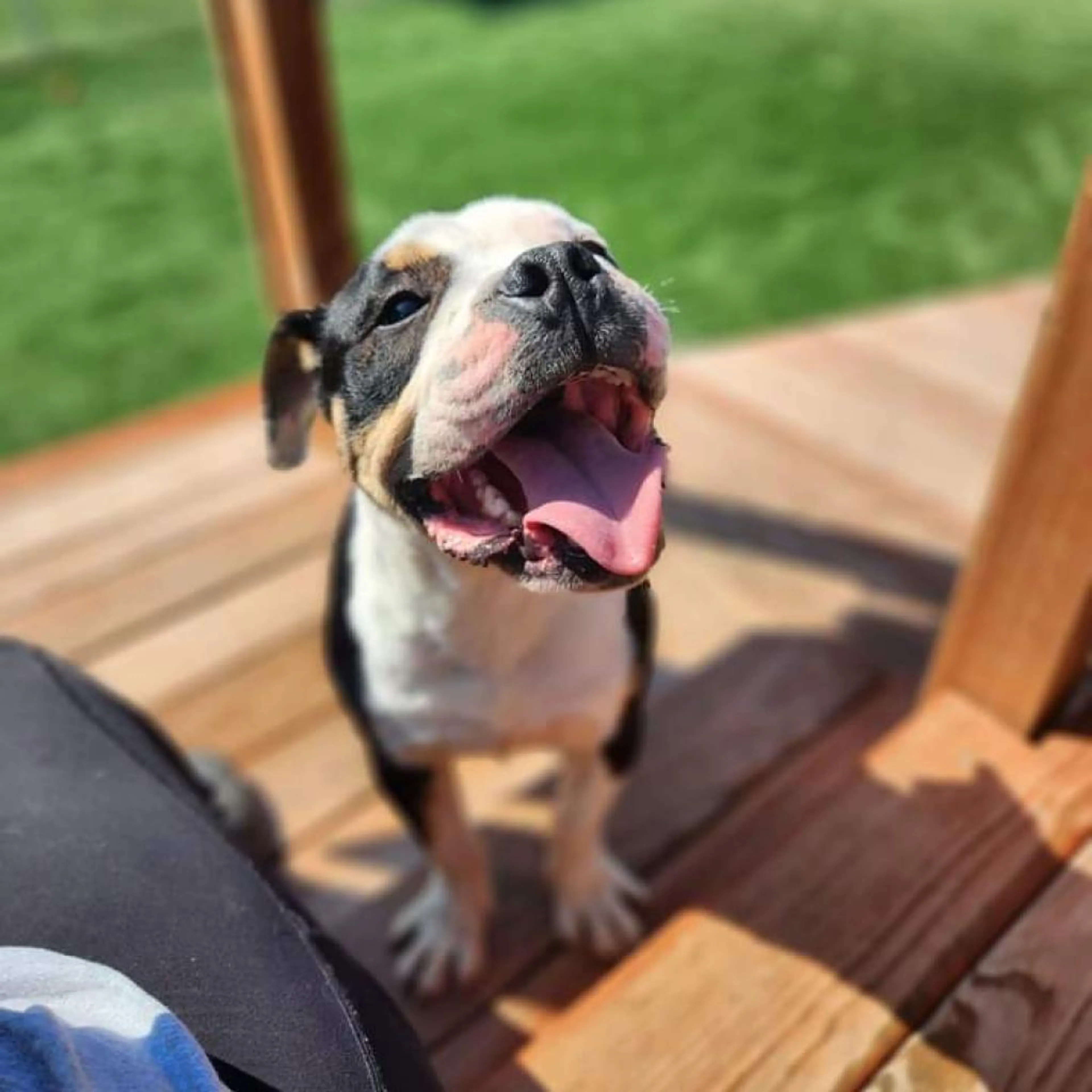 Found pet-6