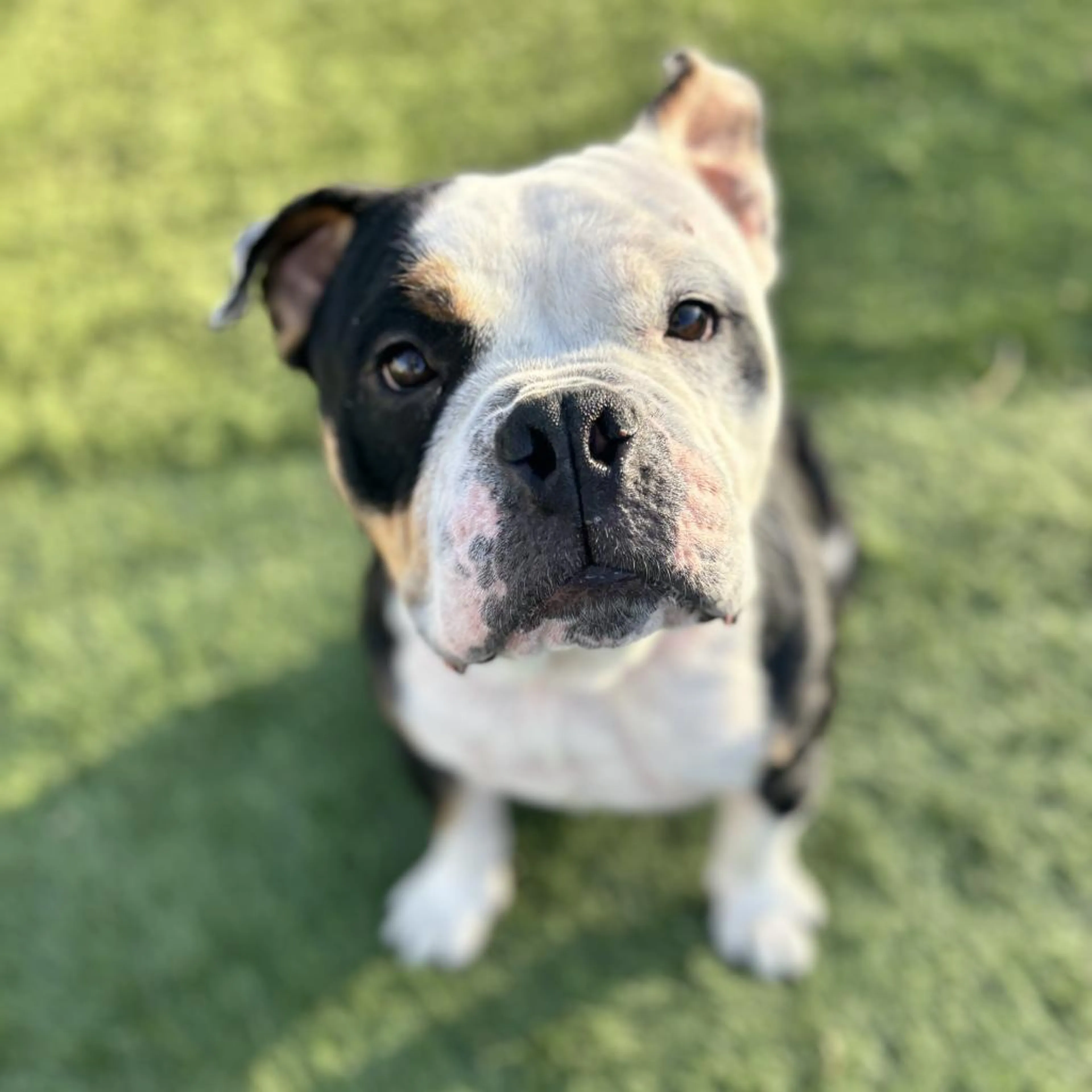 Found pet-2