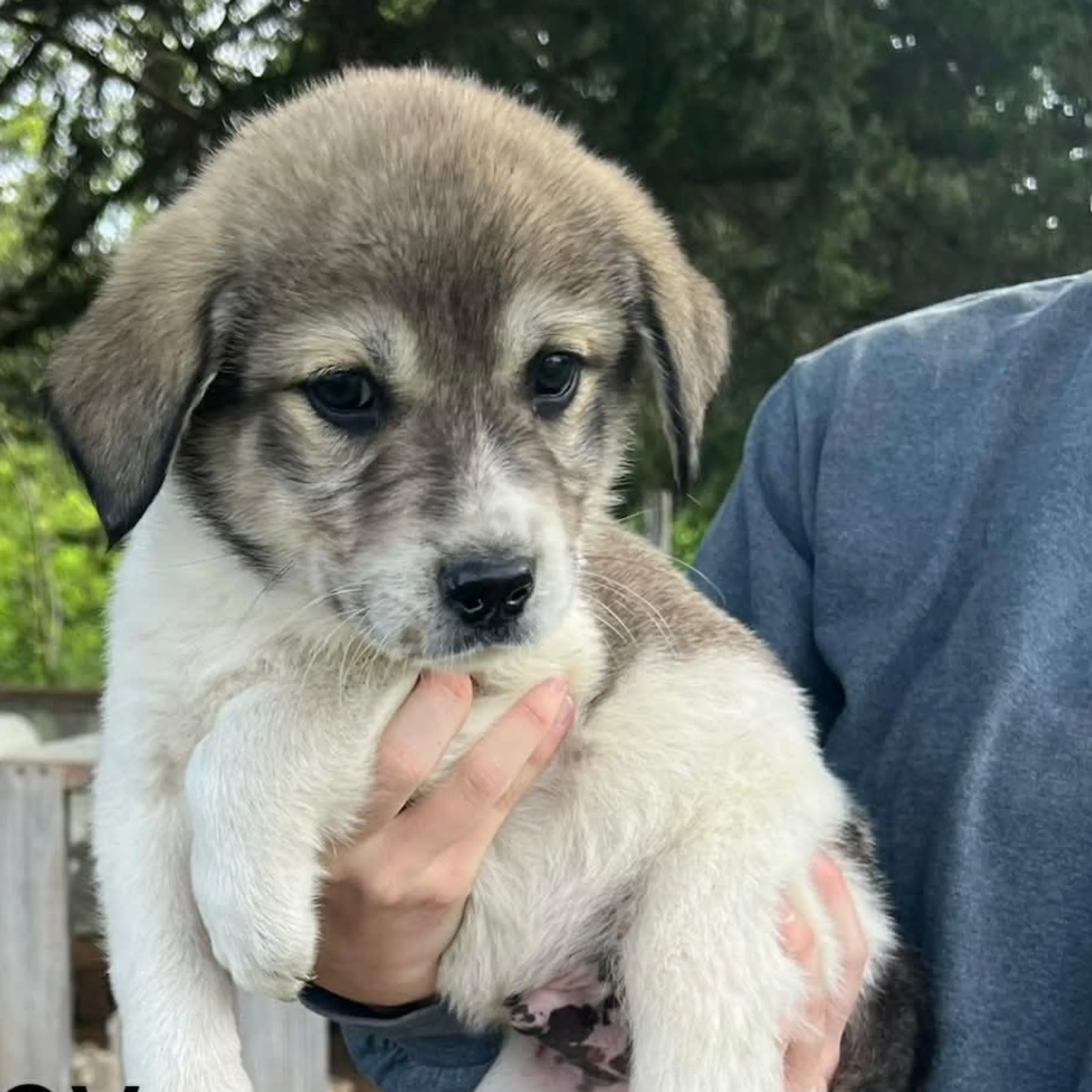 Found pet