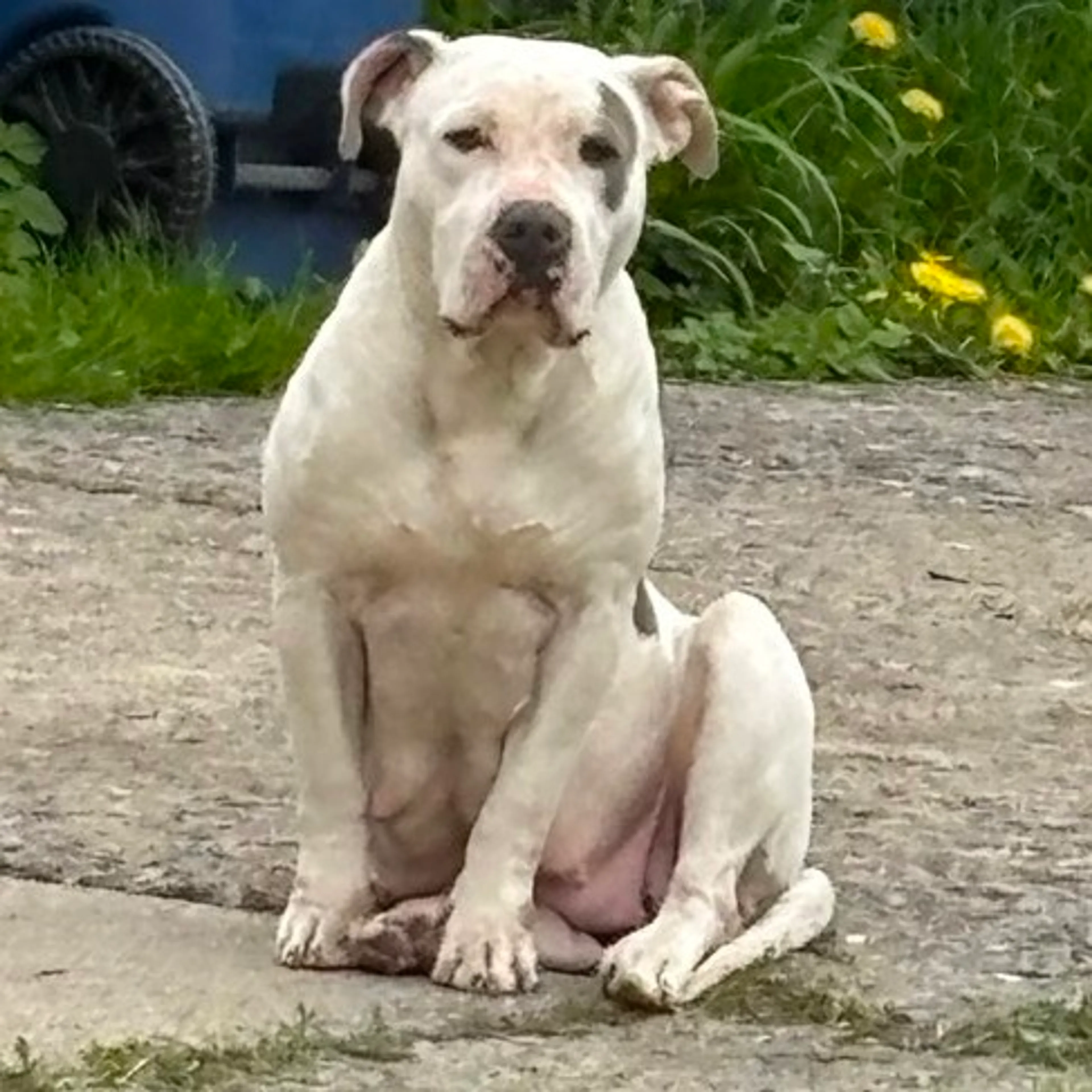 Found pet