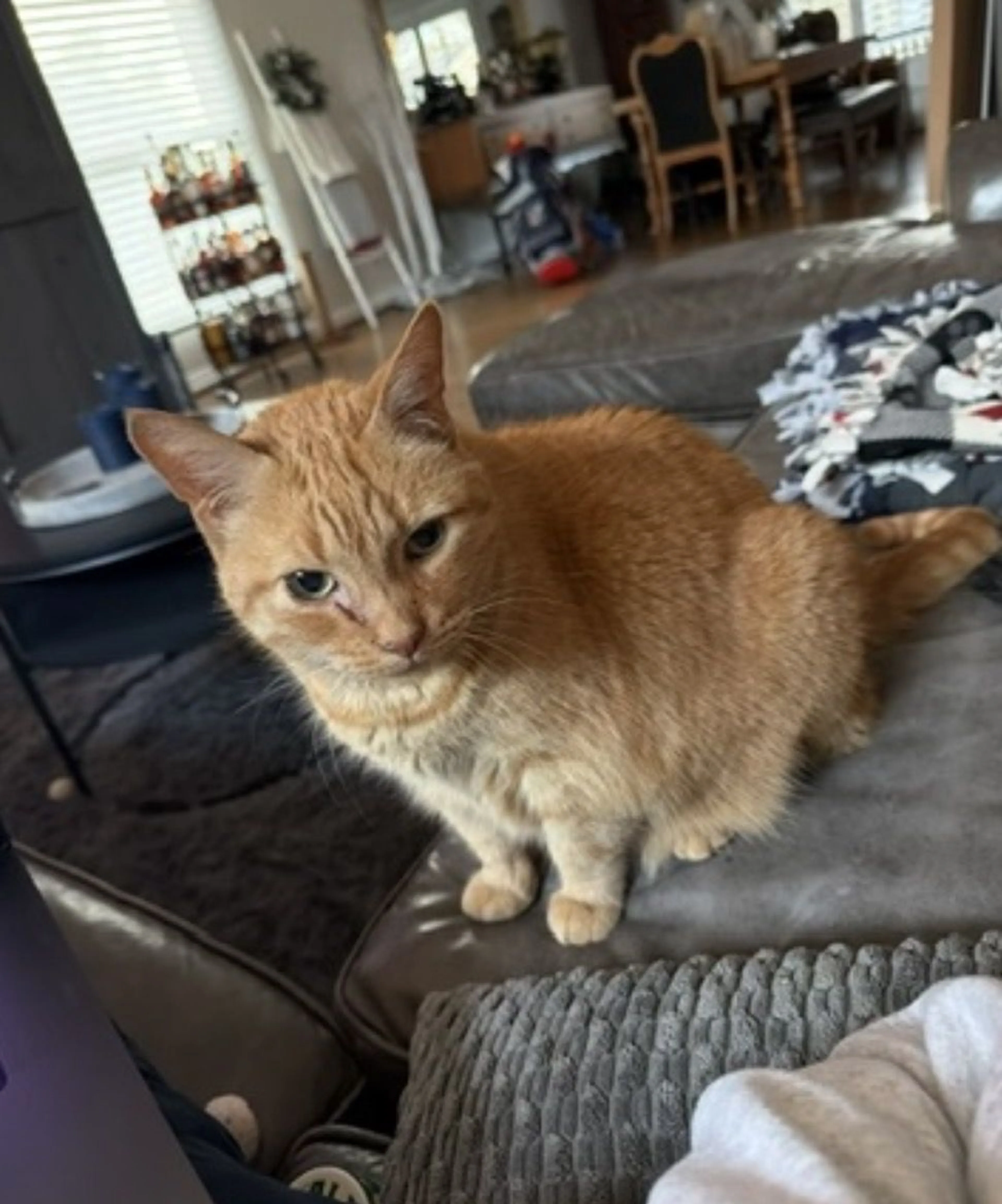 Lost pet-1