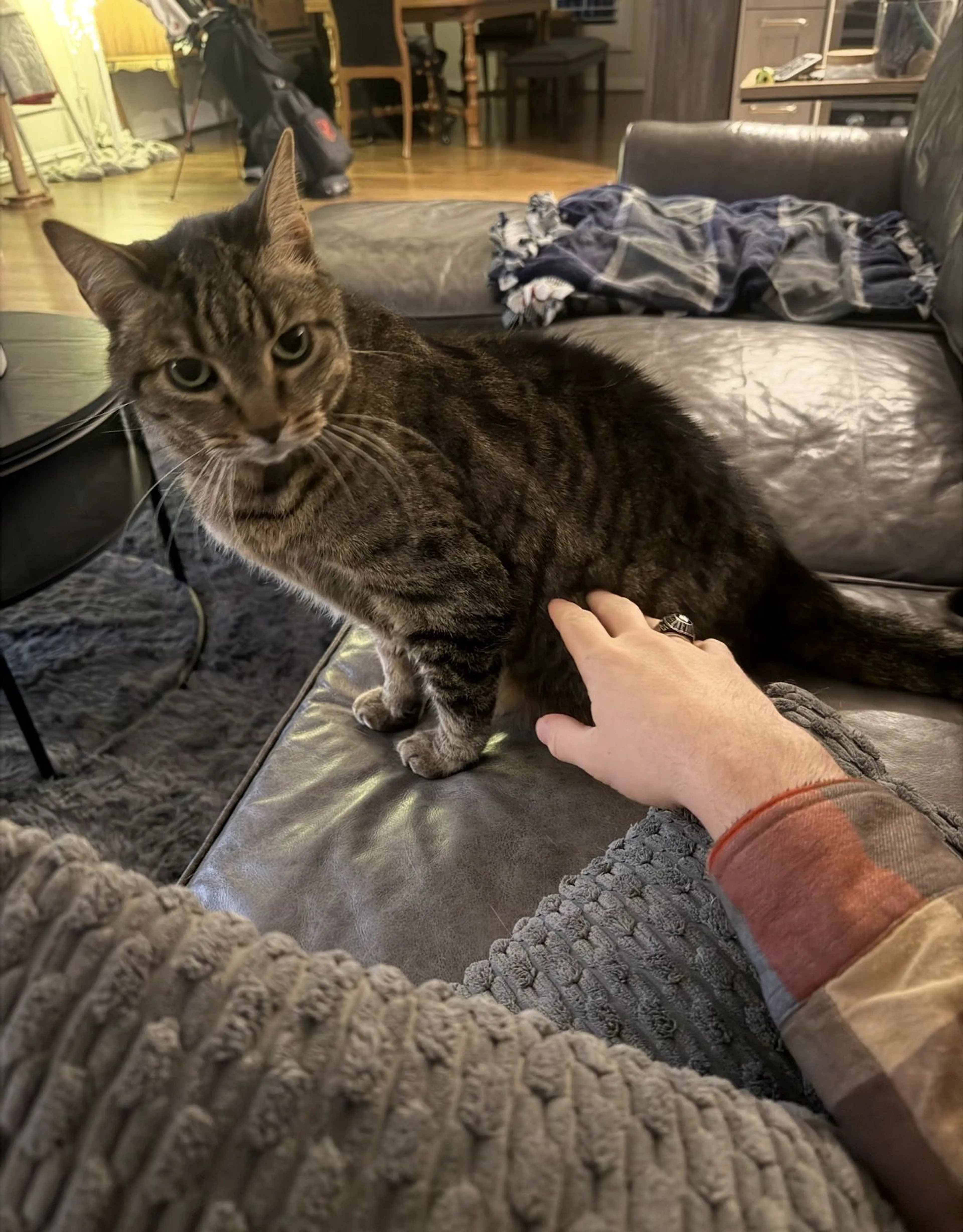 Lost pet-0