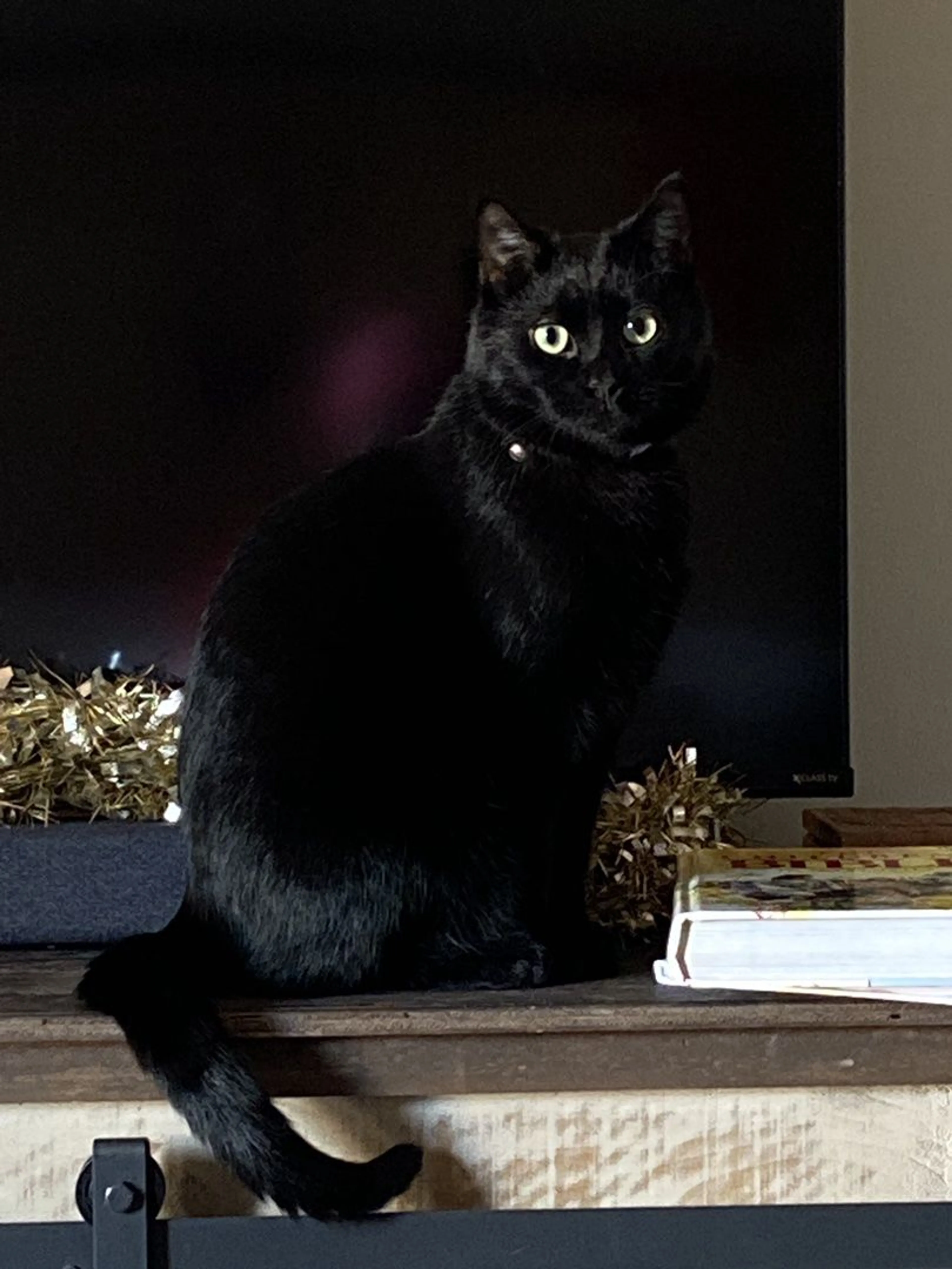 Lost pet