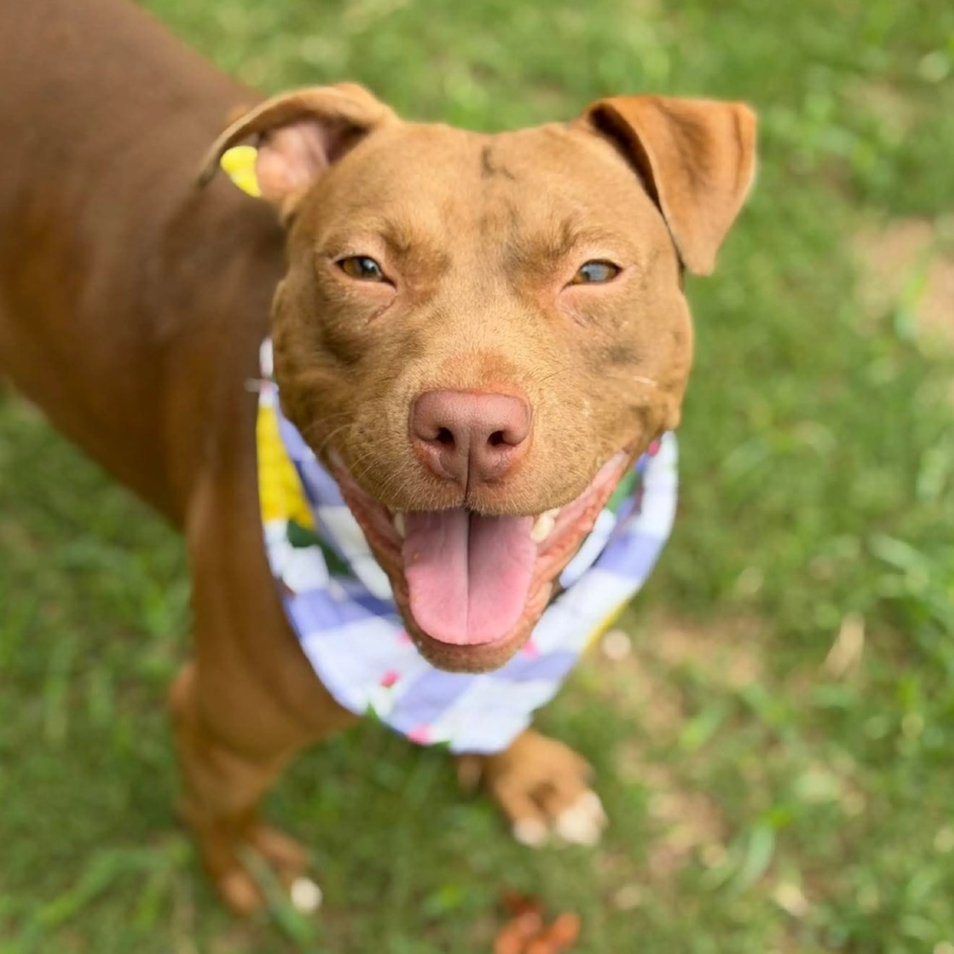cdn image