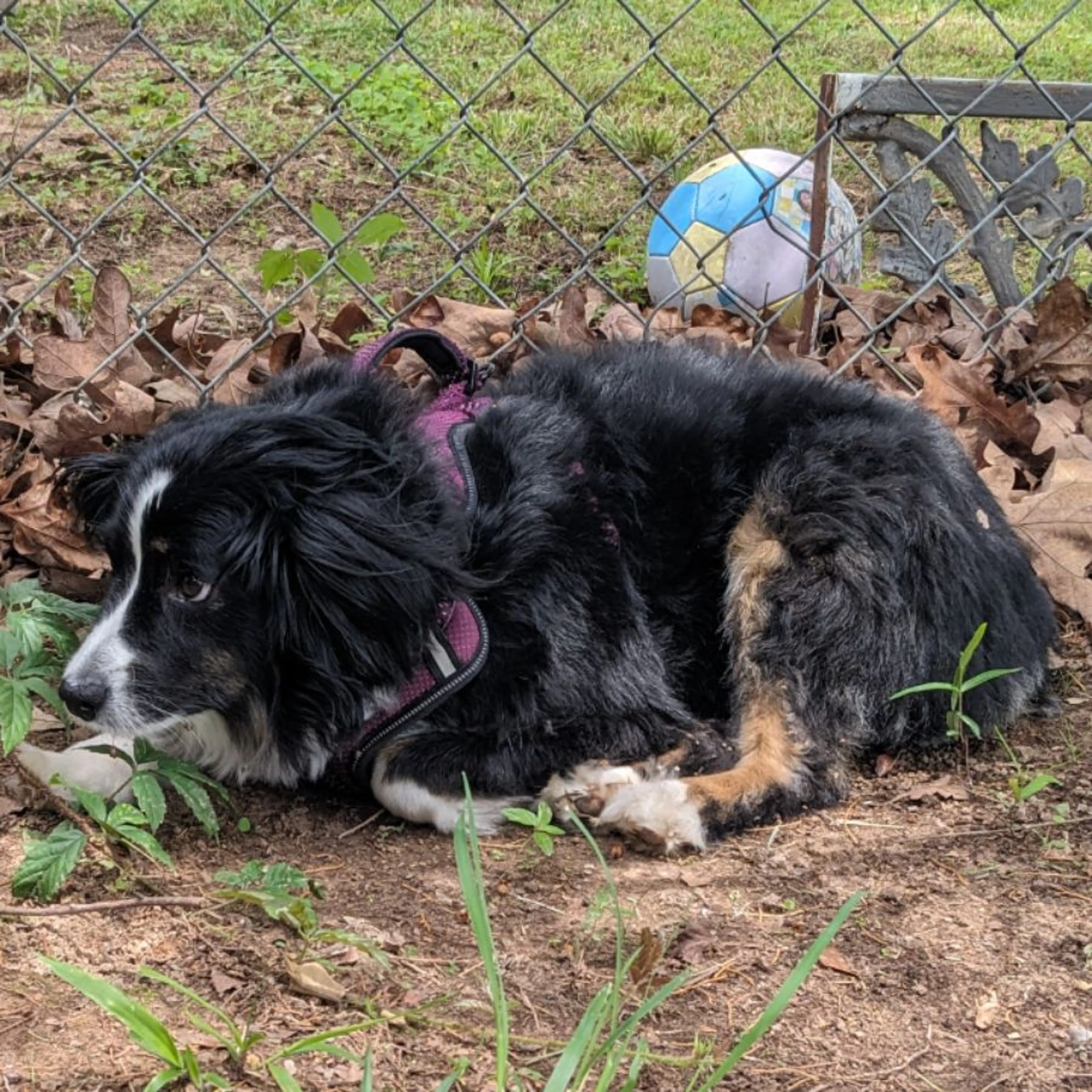 Found pet