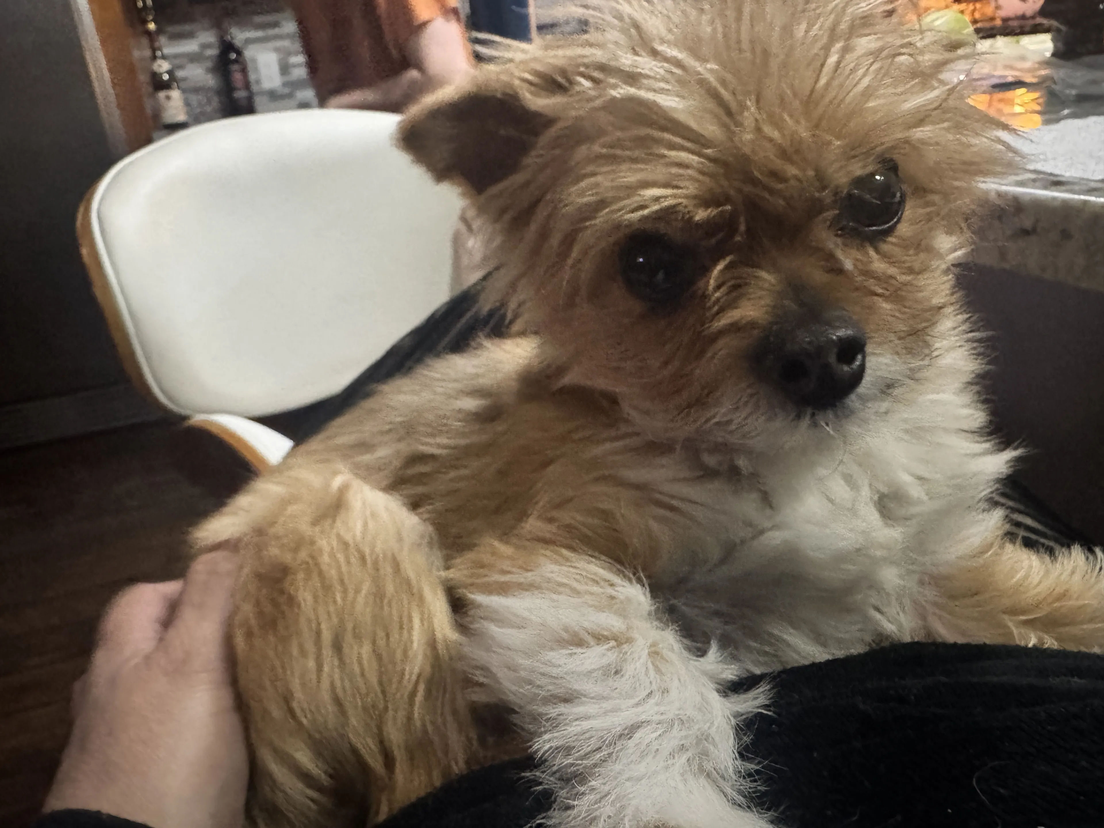 Lost pet