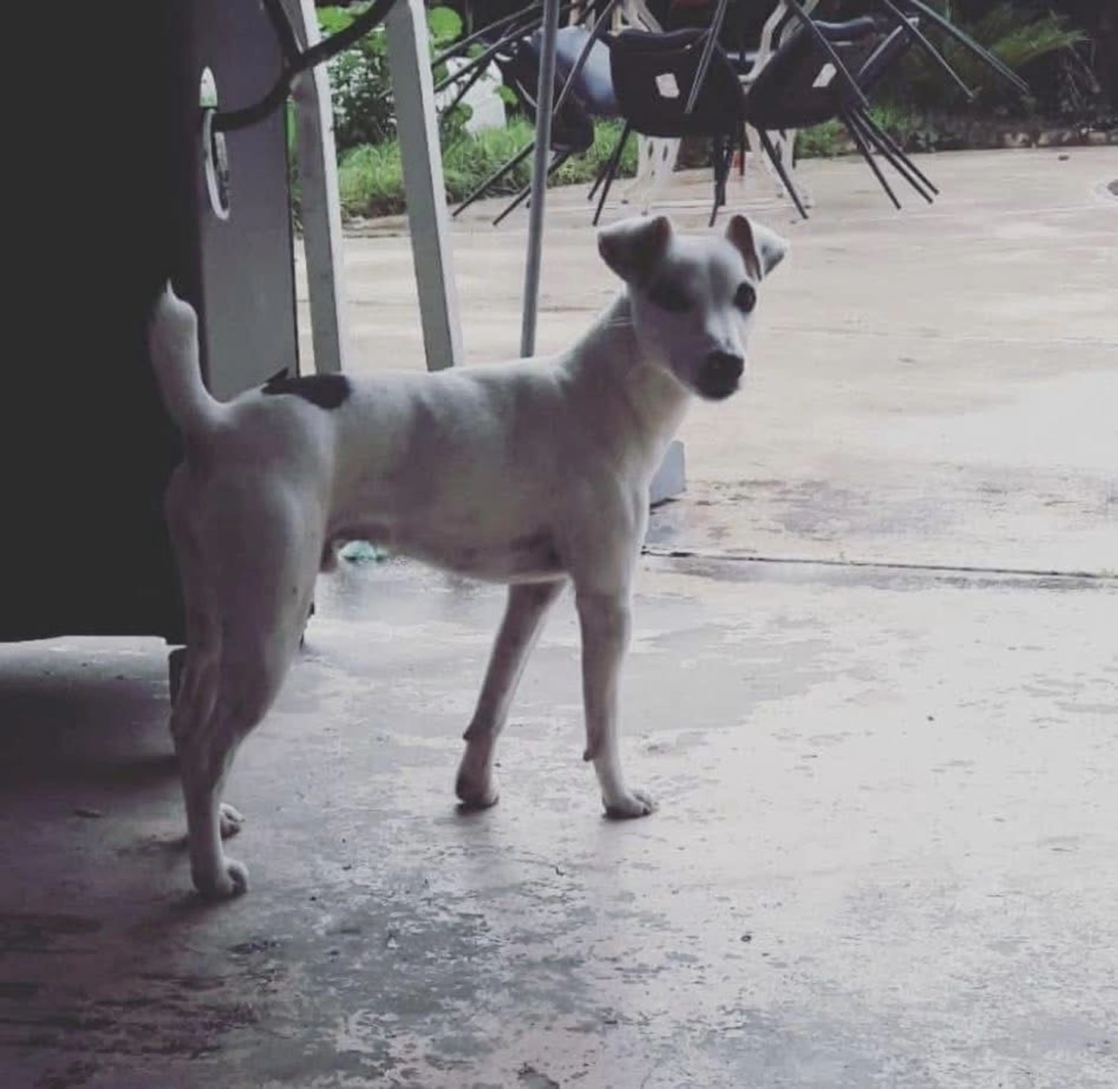 Lost pet-0
