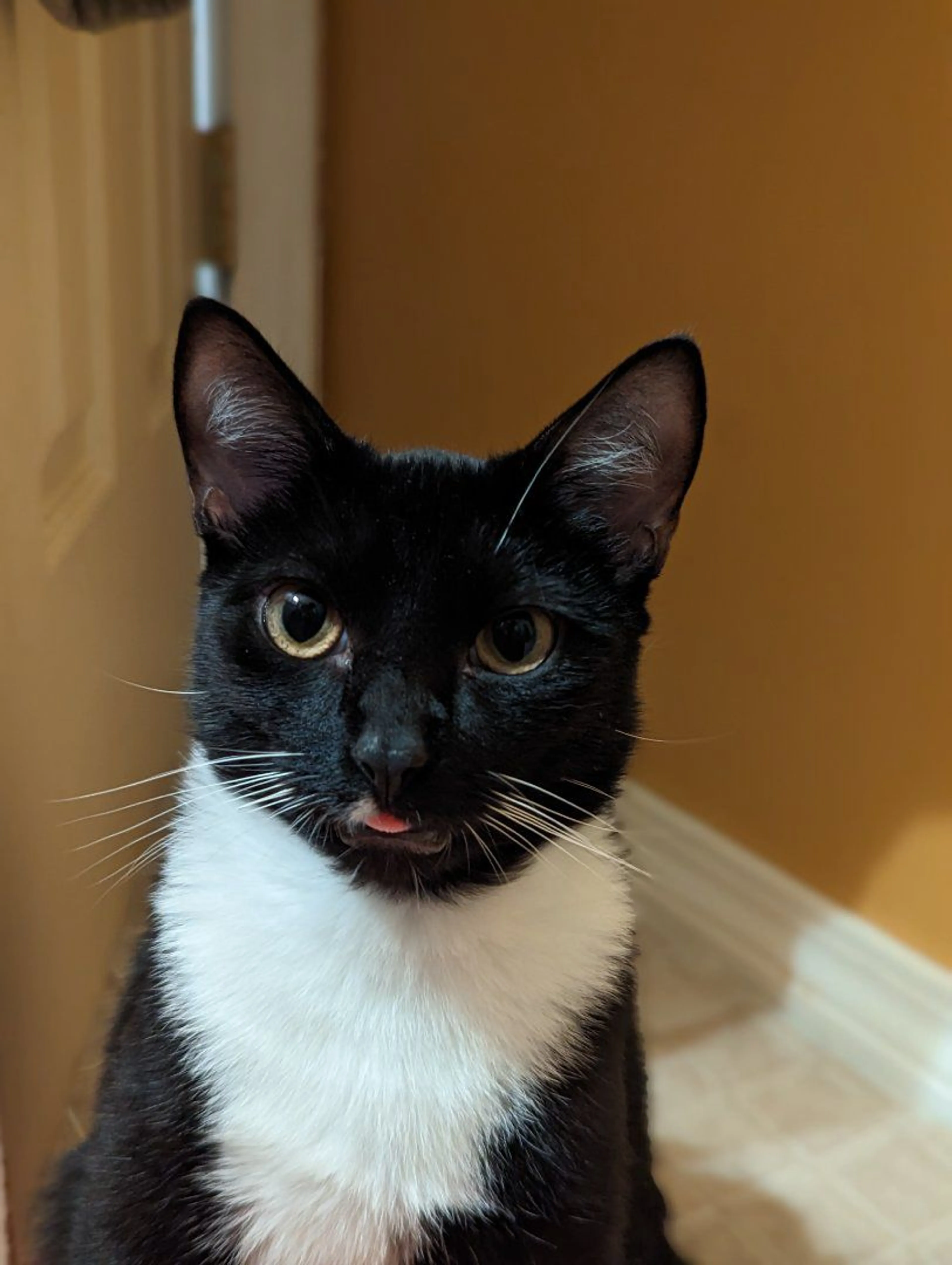 Lost pet-3