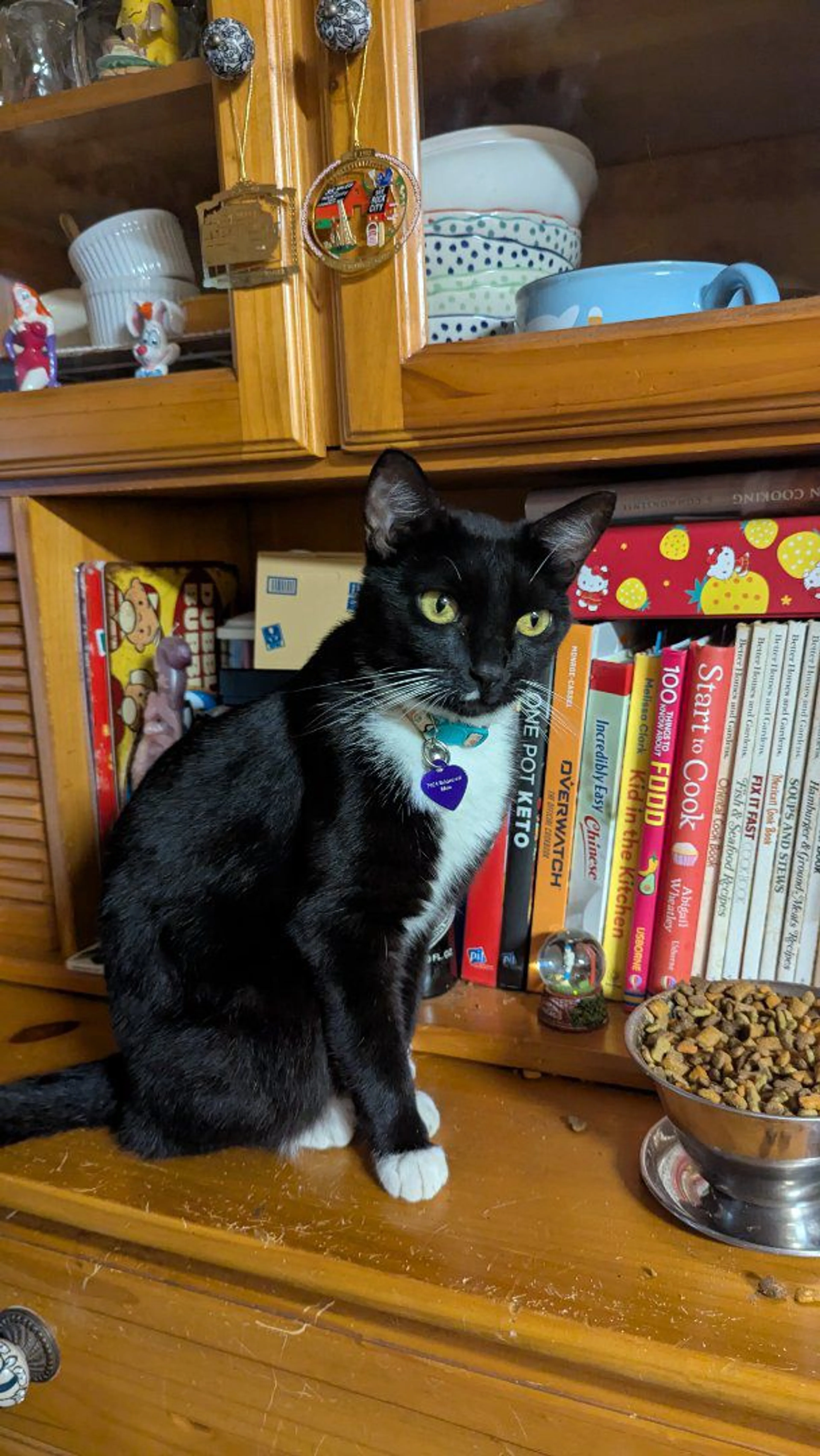 Lost pet-0