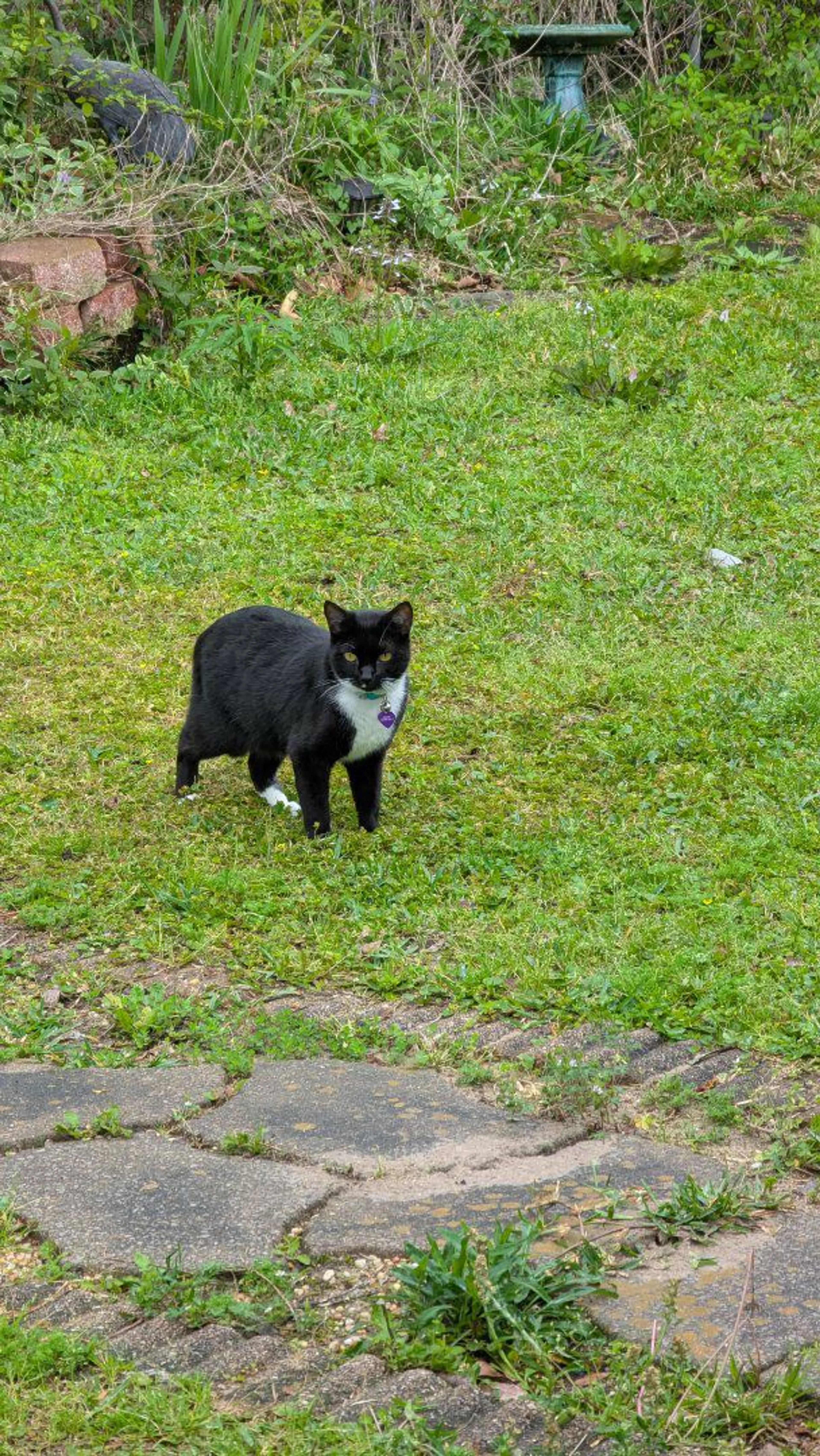 Lost pet-2