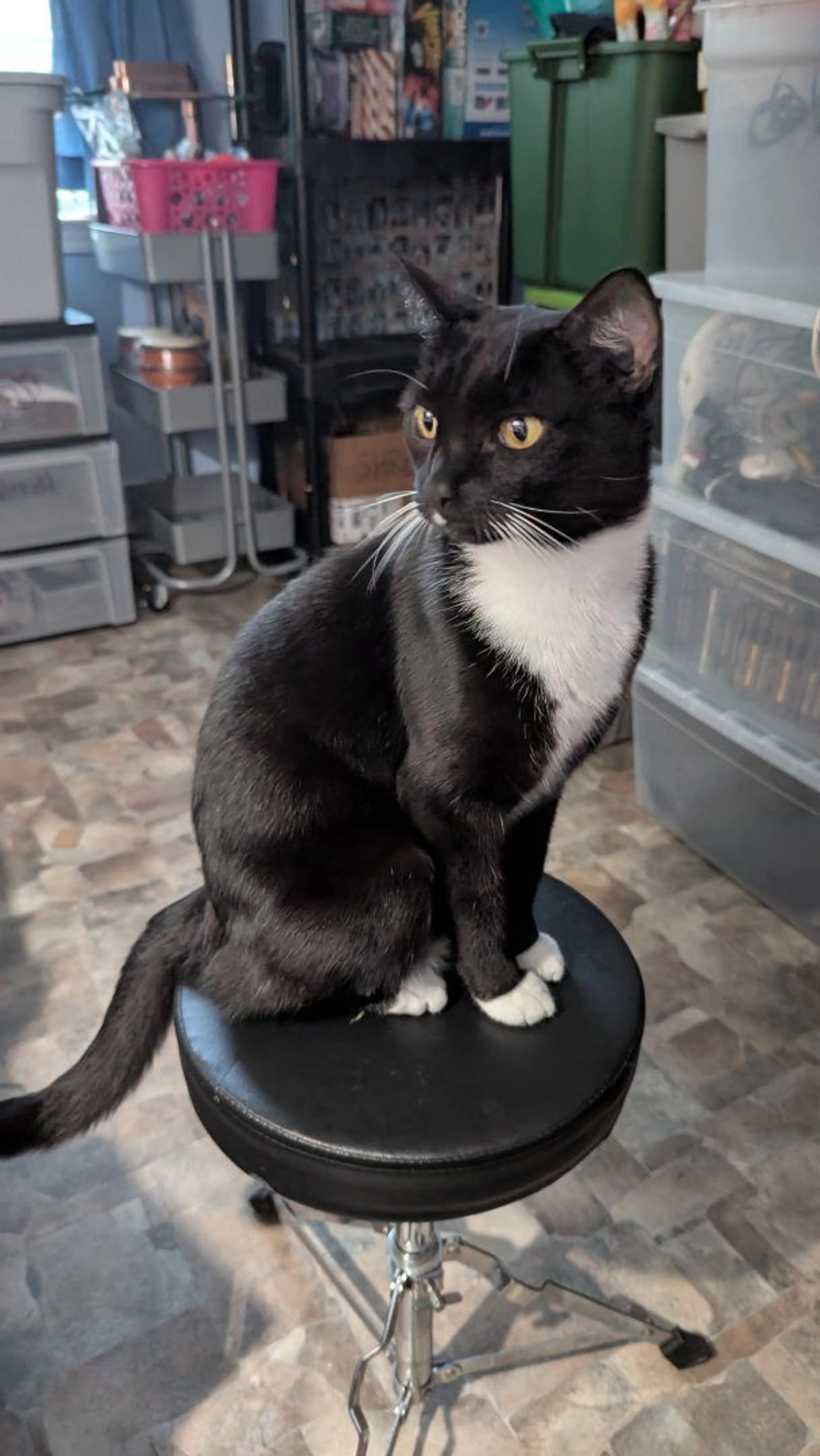 Lost pet-1