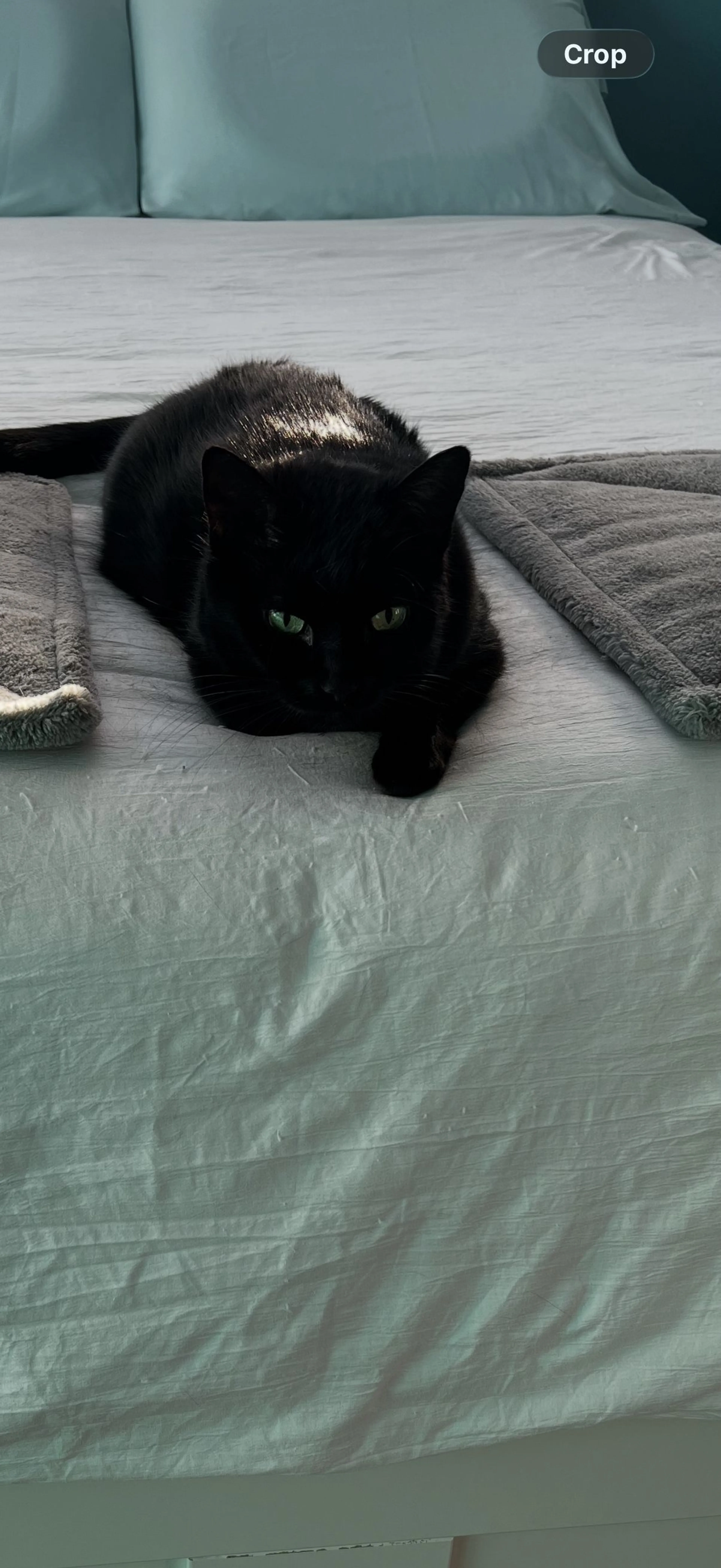 Lost pet