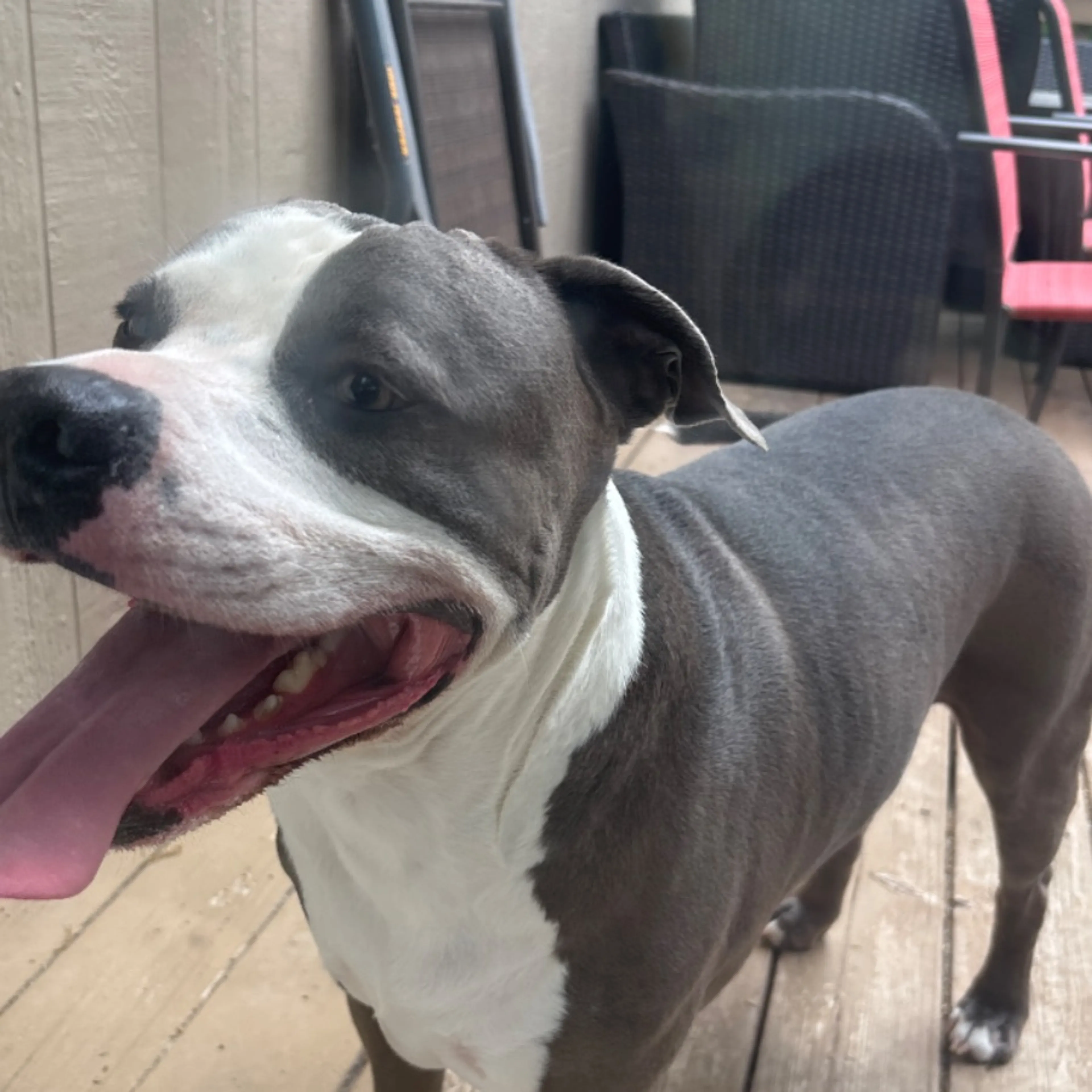 Found pet