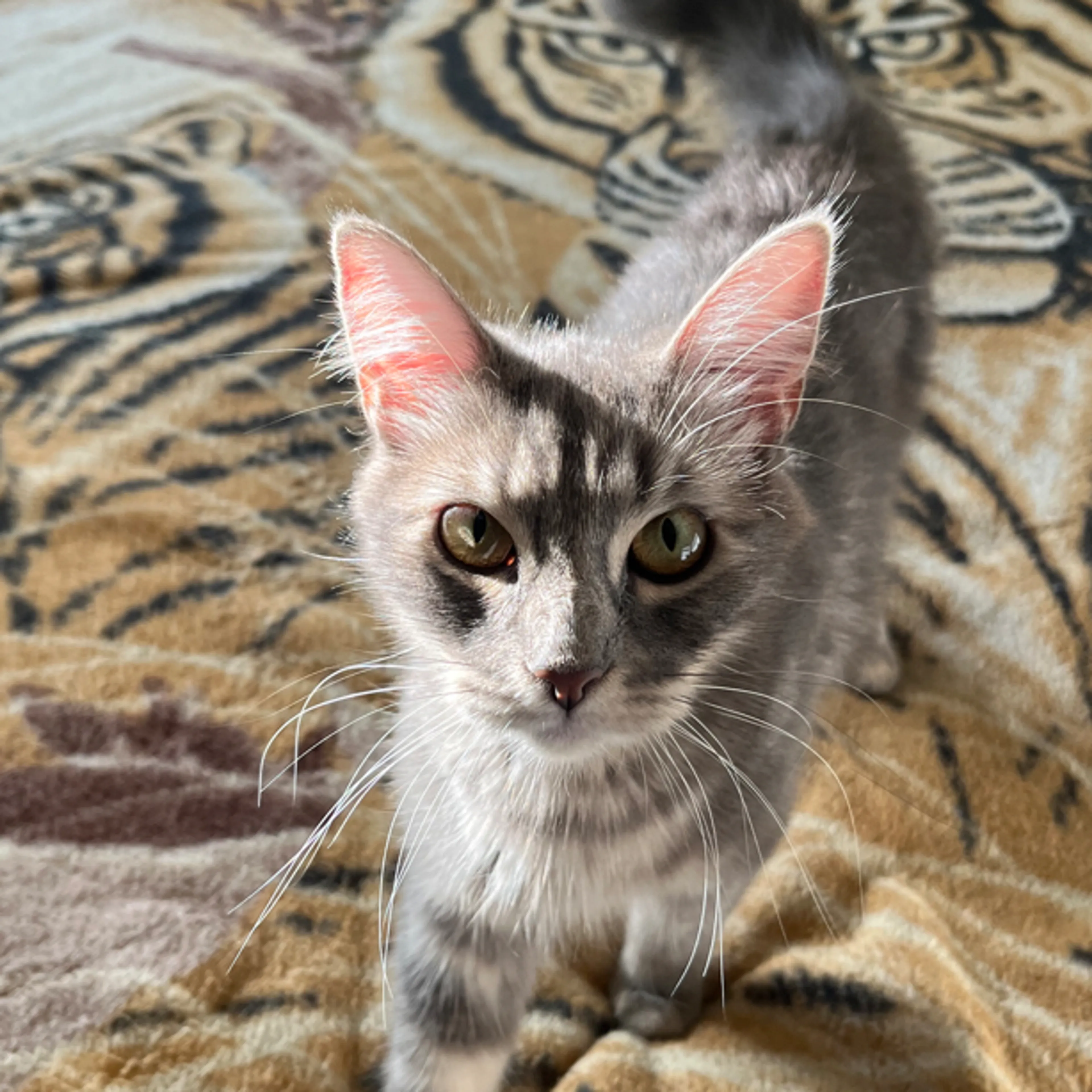 Lost pet-3