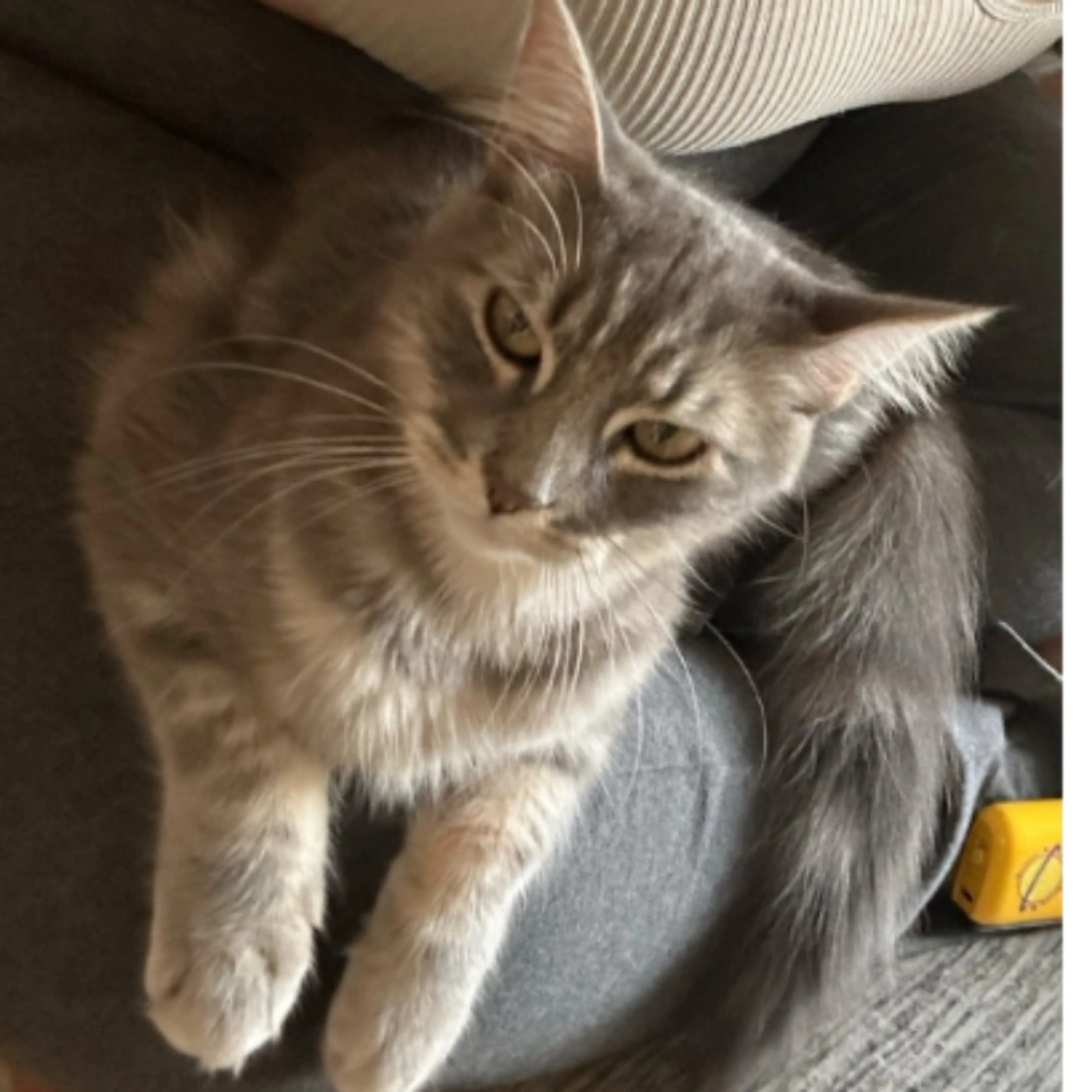 Lost pet-0
