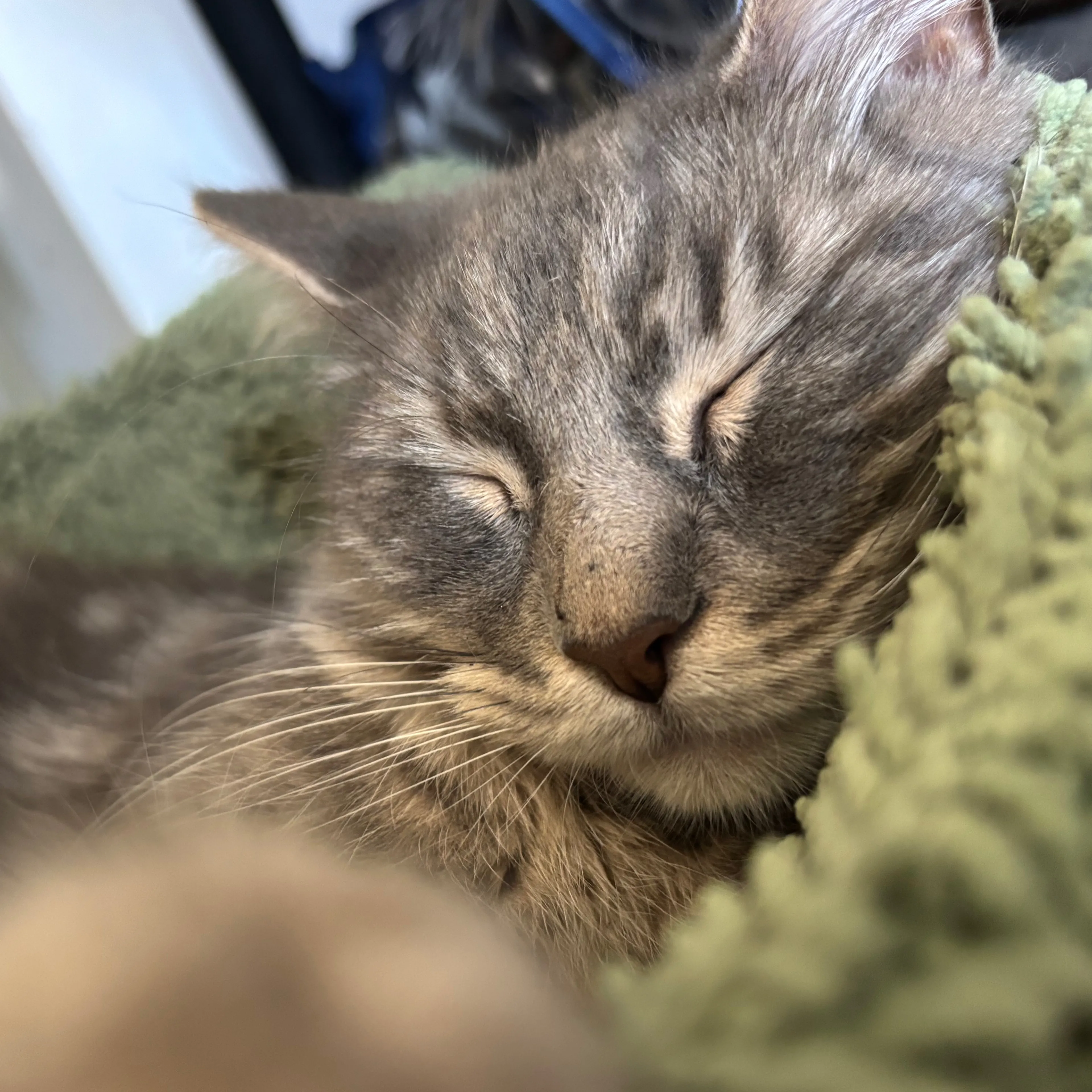 Lost pet-2