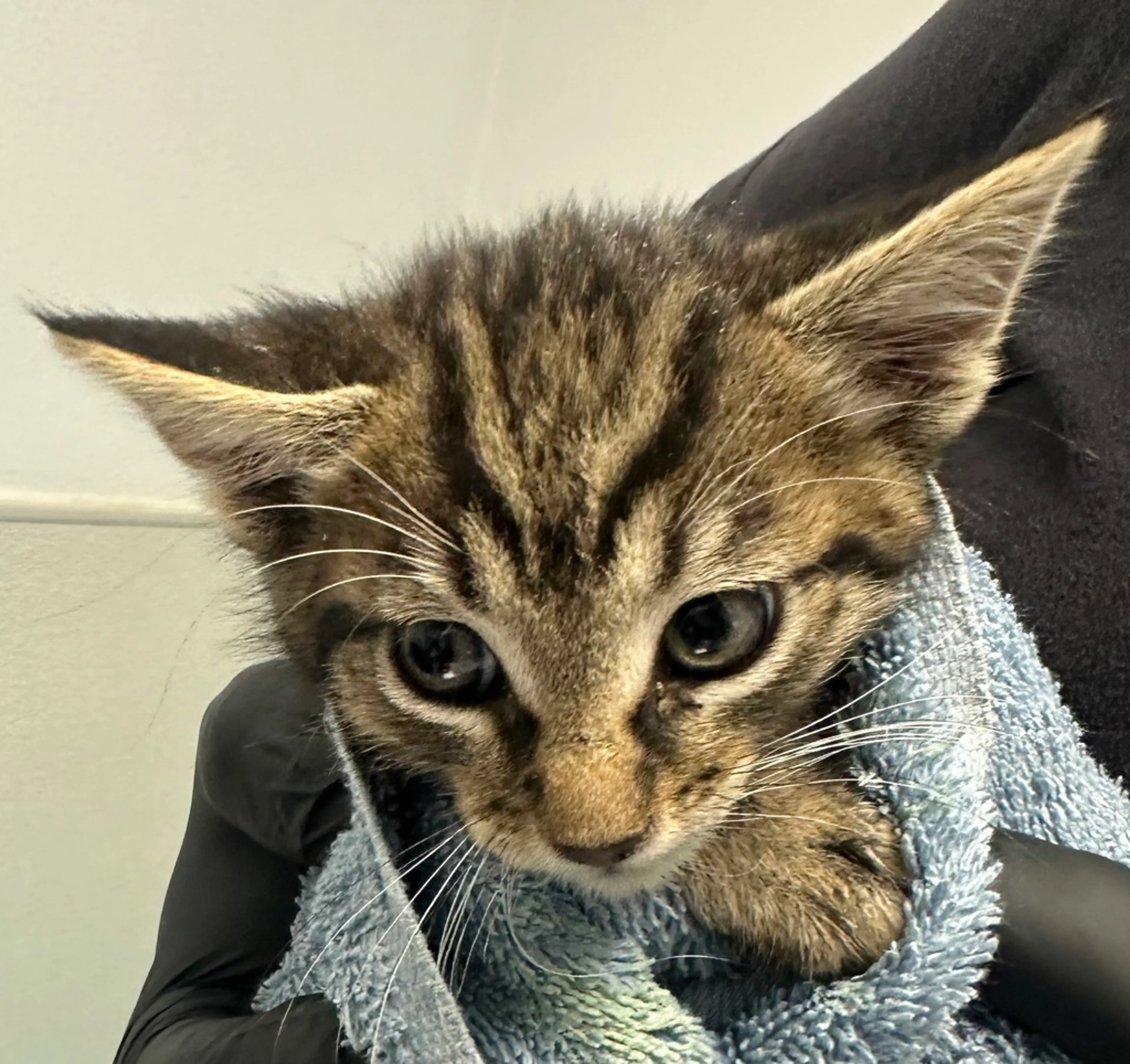 Found pet