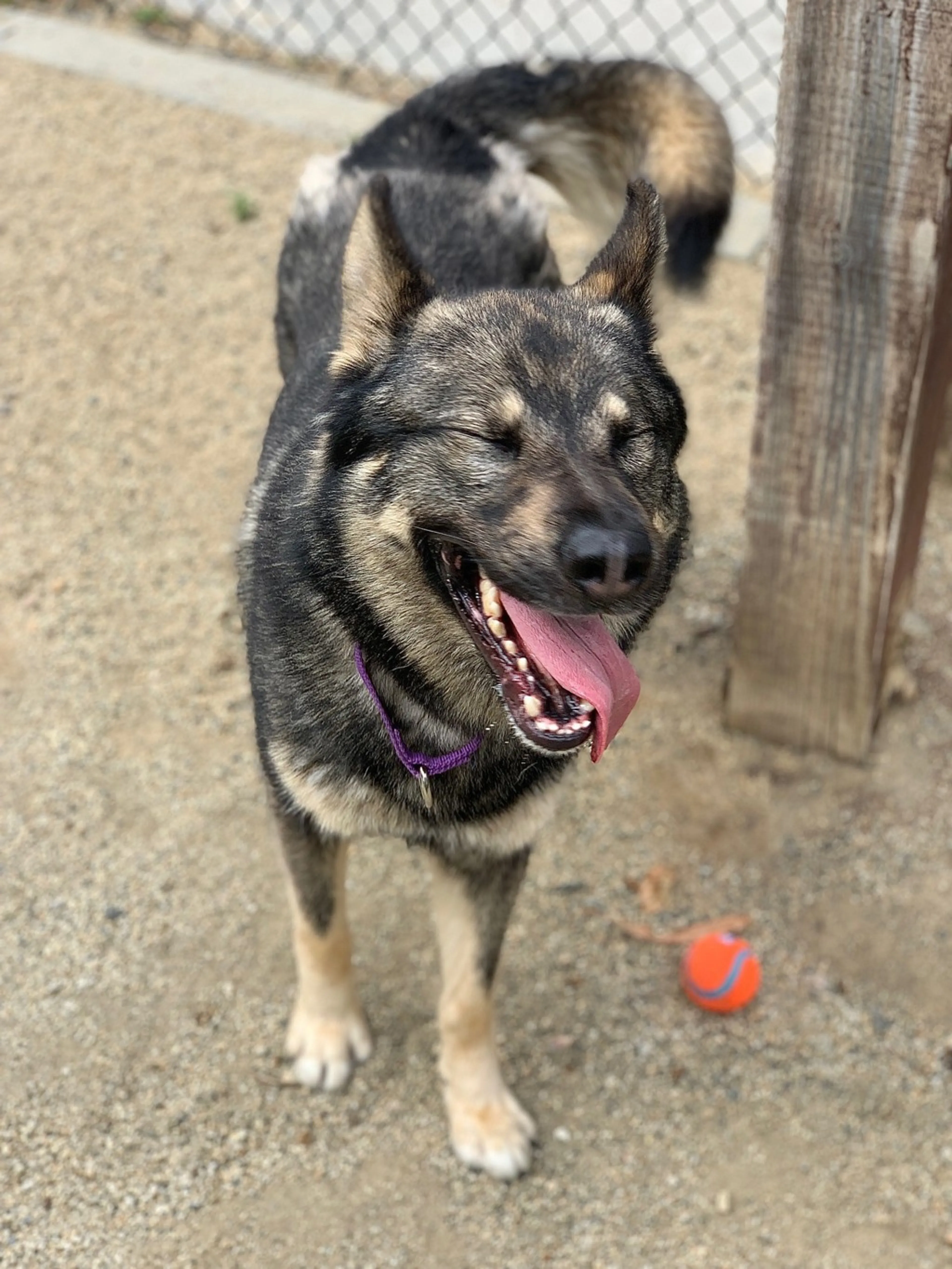 Found pet-3