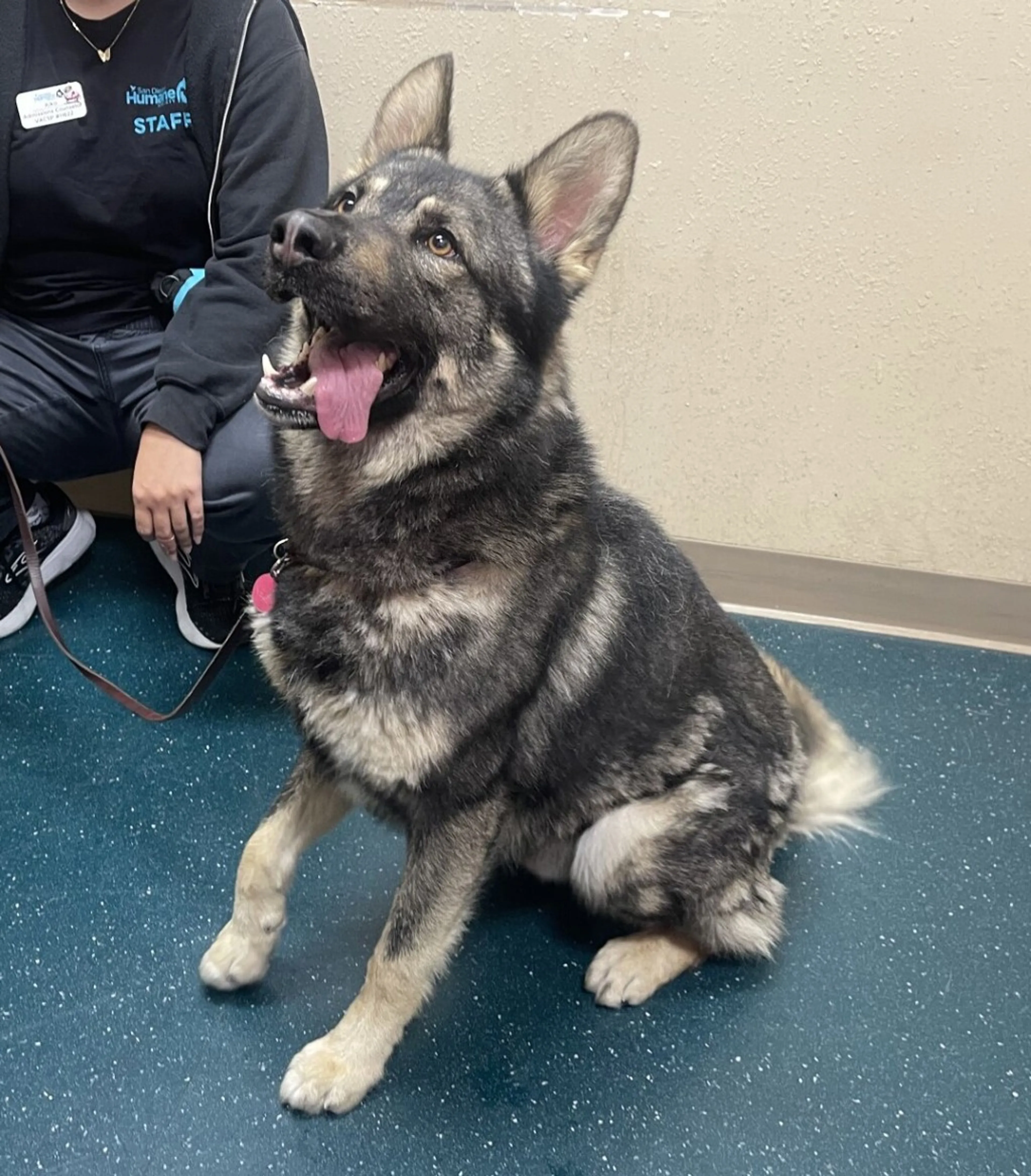 Found pet-5