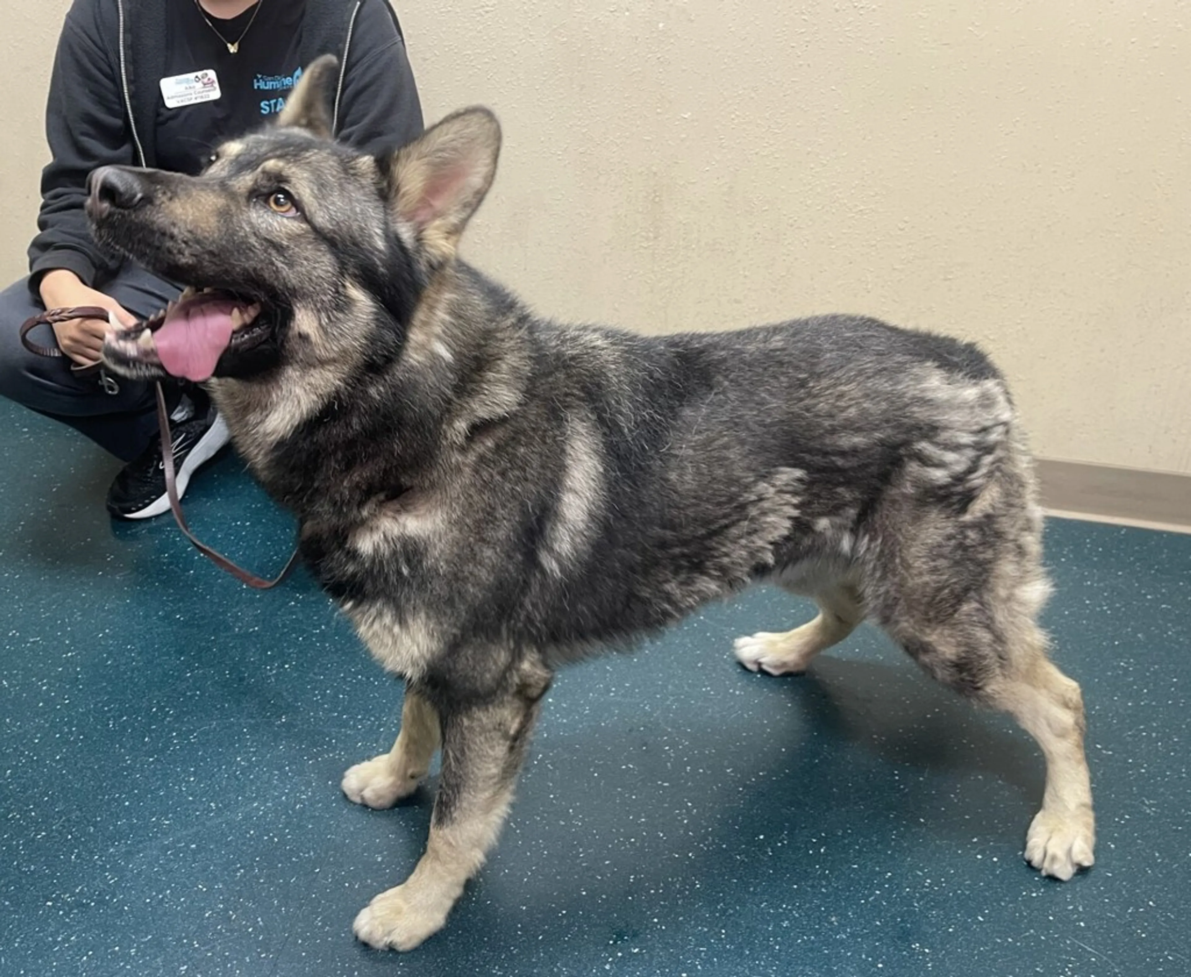 Found pet-4
