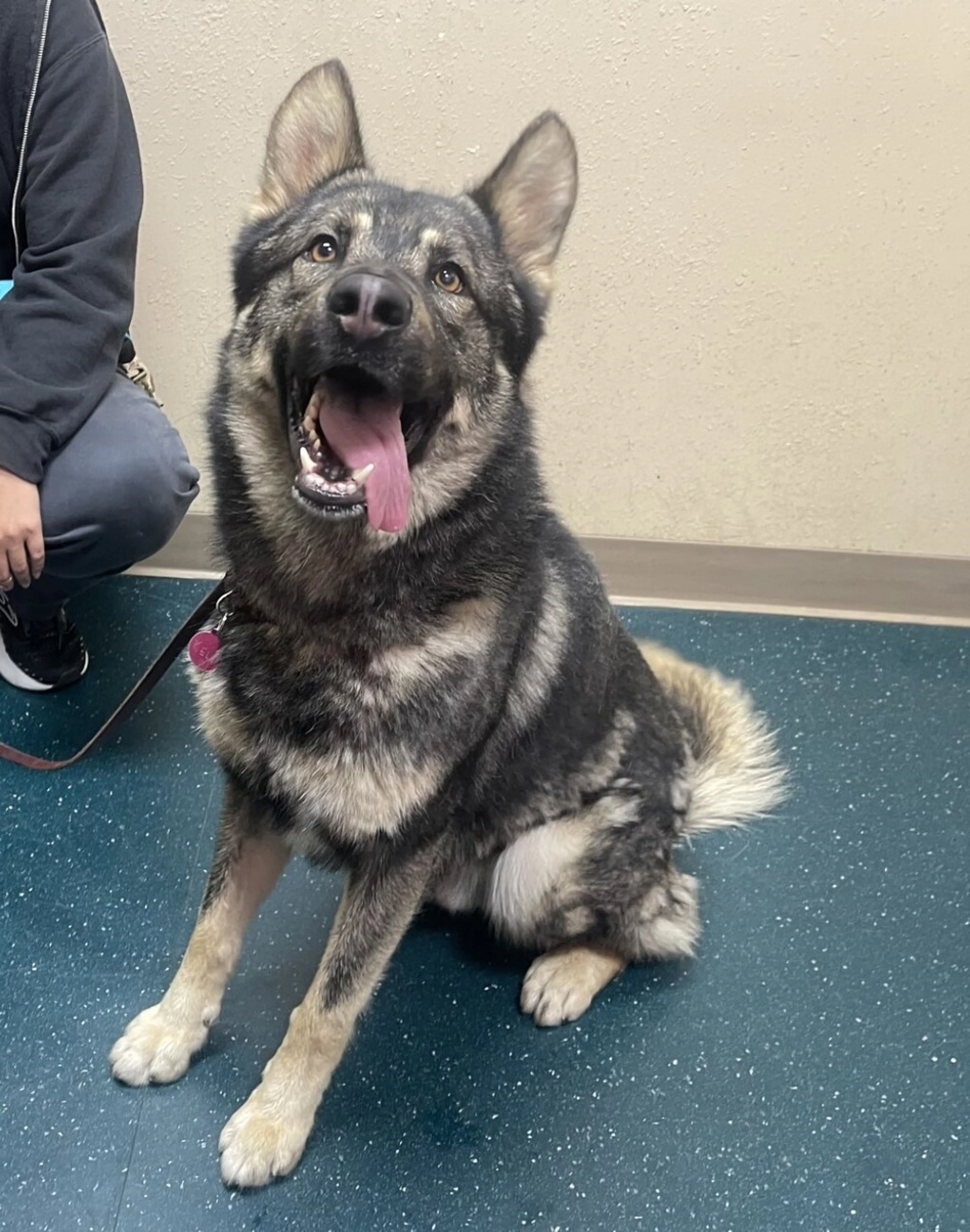 Found pet-6
