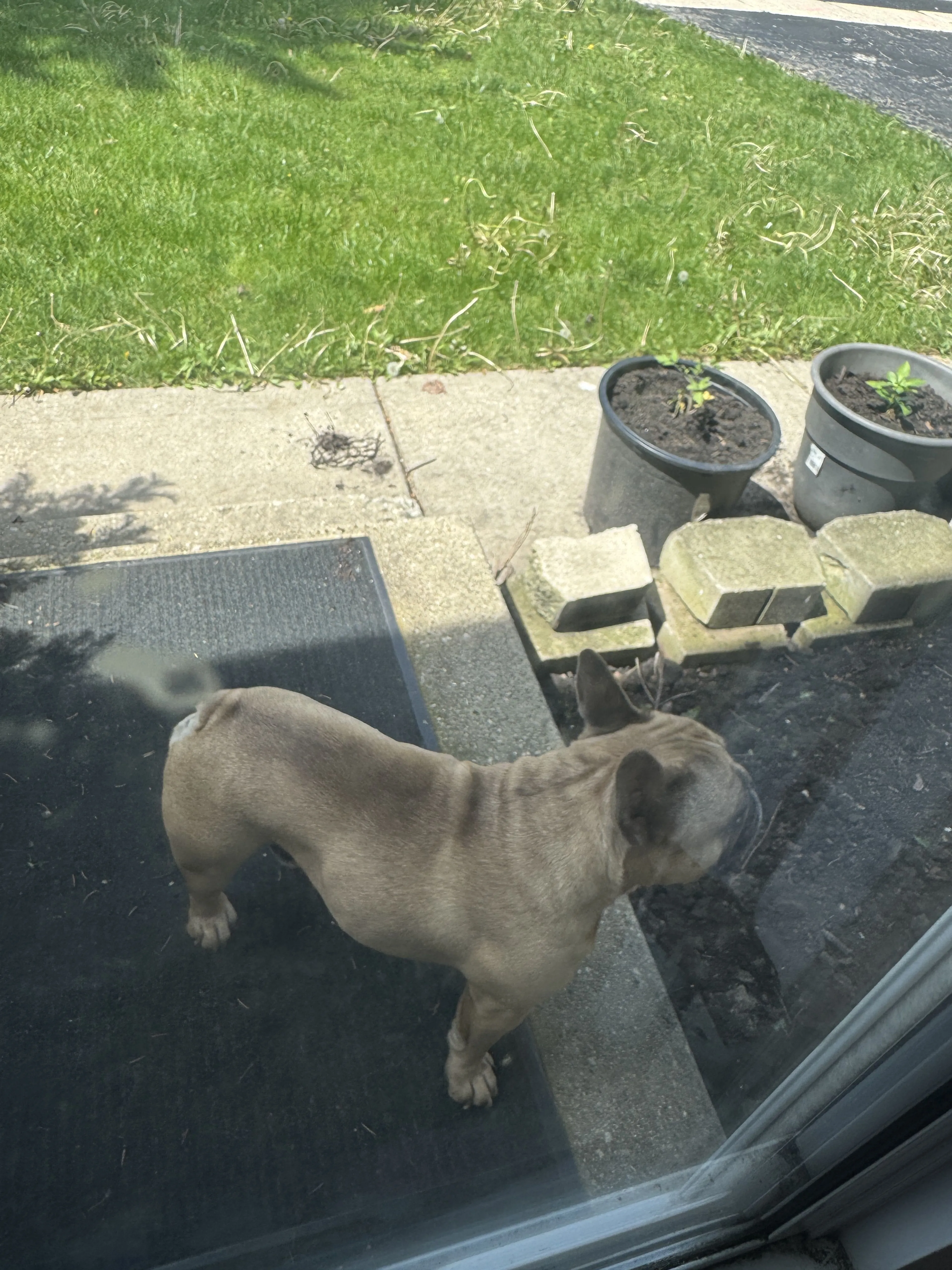 Lost pet-1
