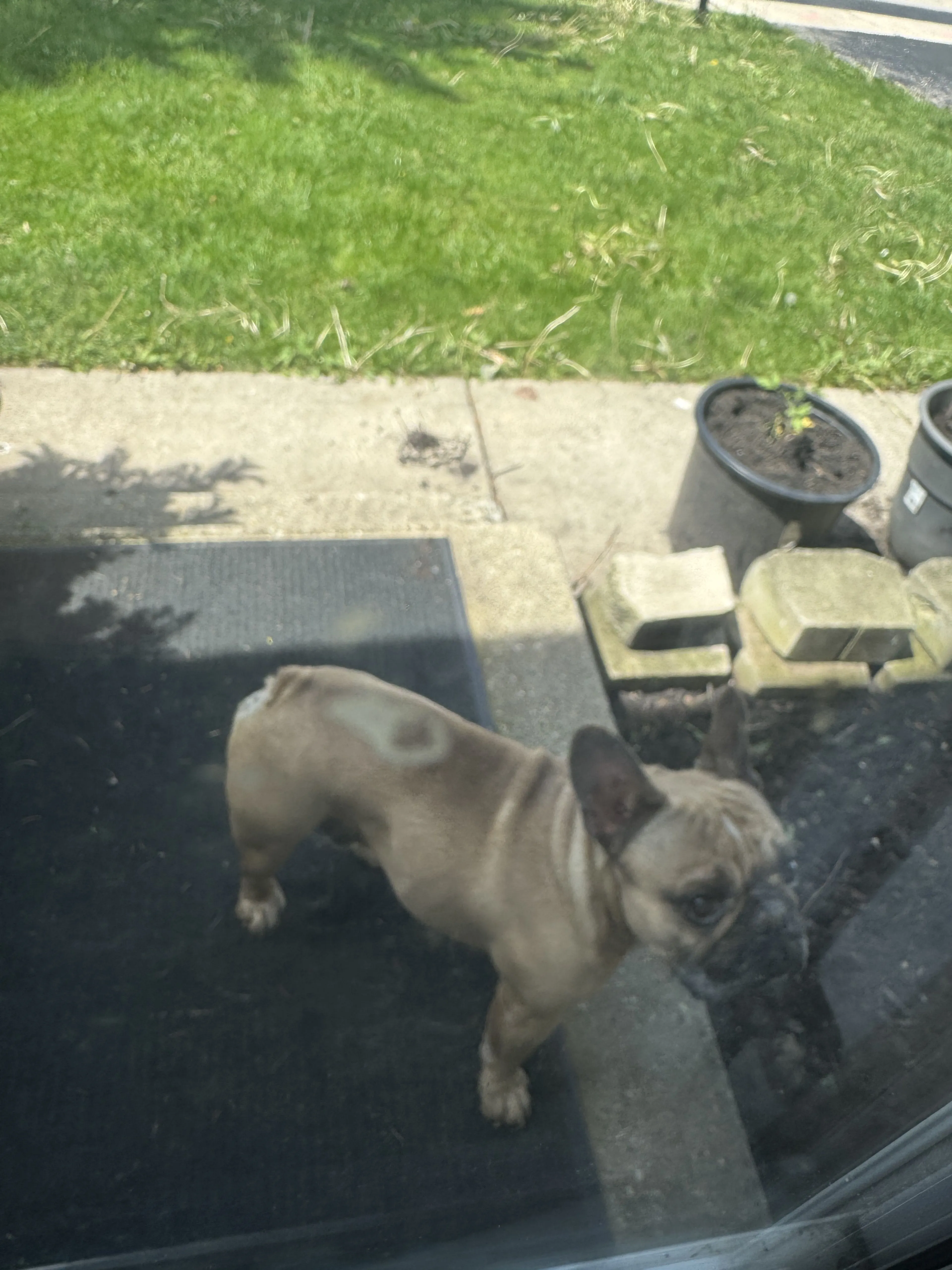 Lost pet-0