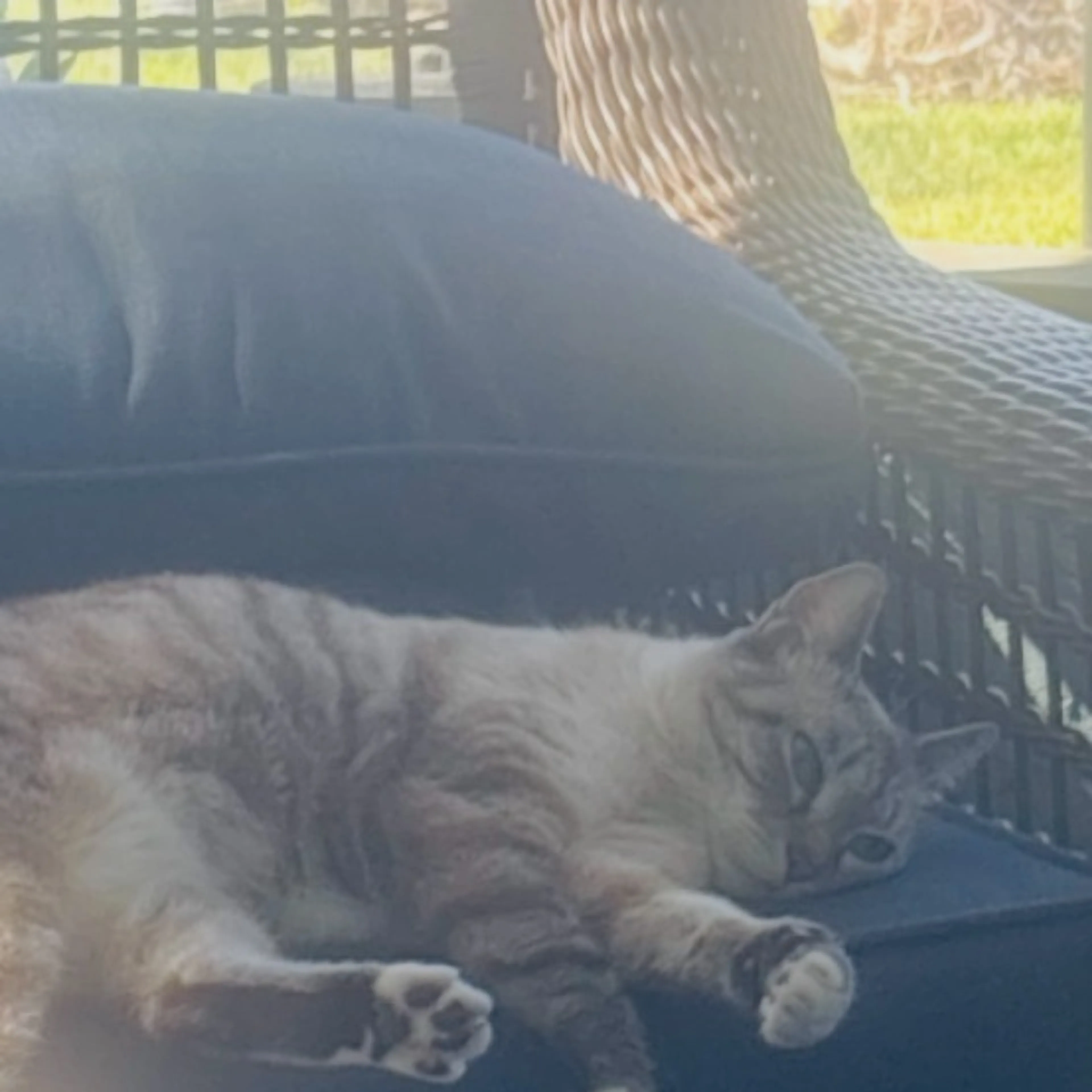 Lost pet