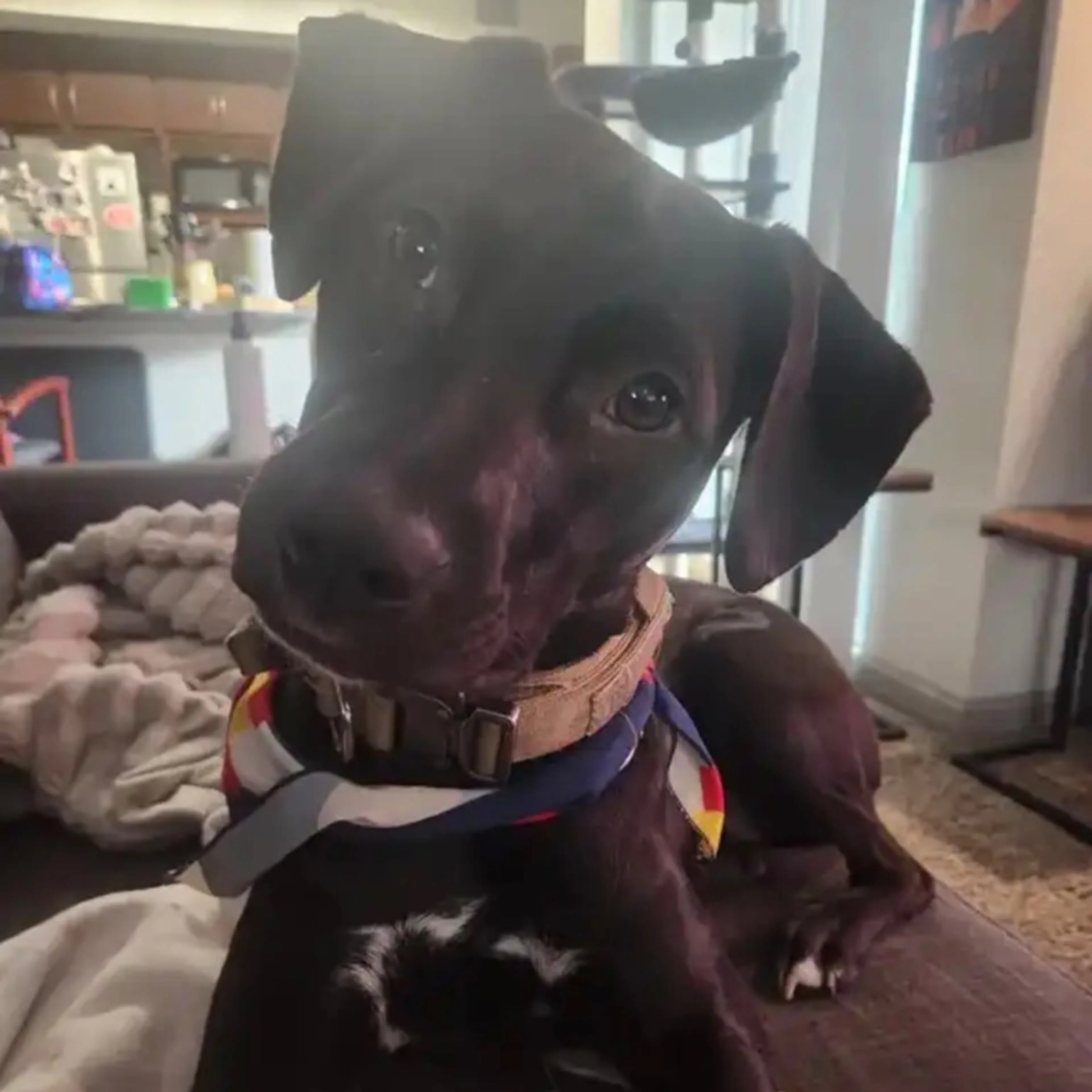 Lost pet